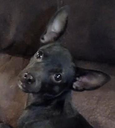 Payton, adopted, Puppy Female Chihuahua.