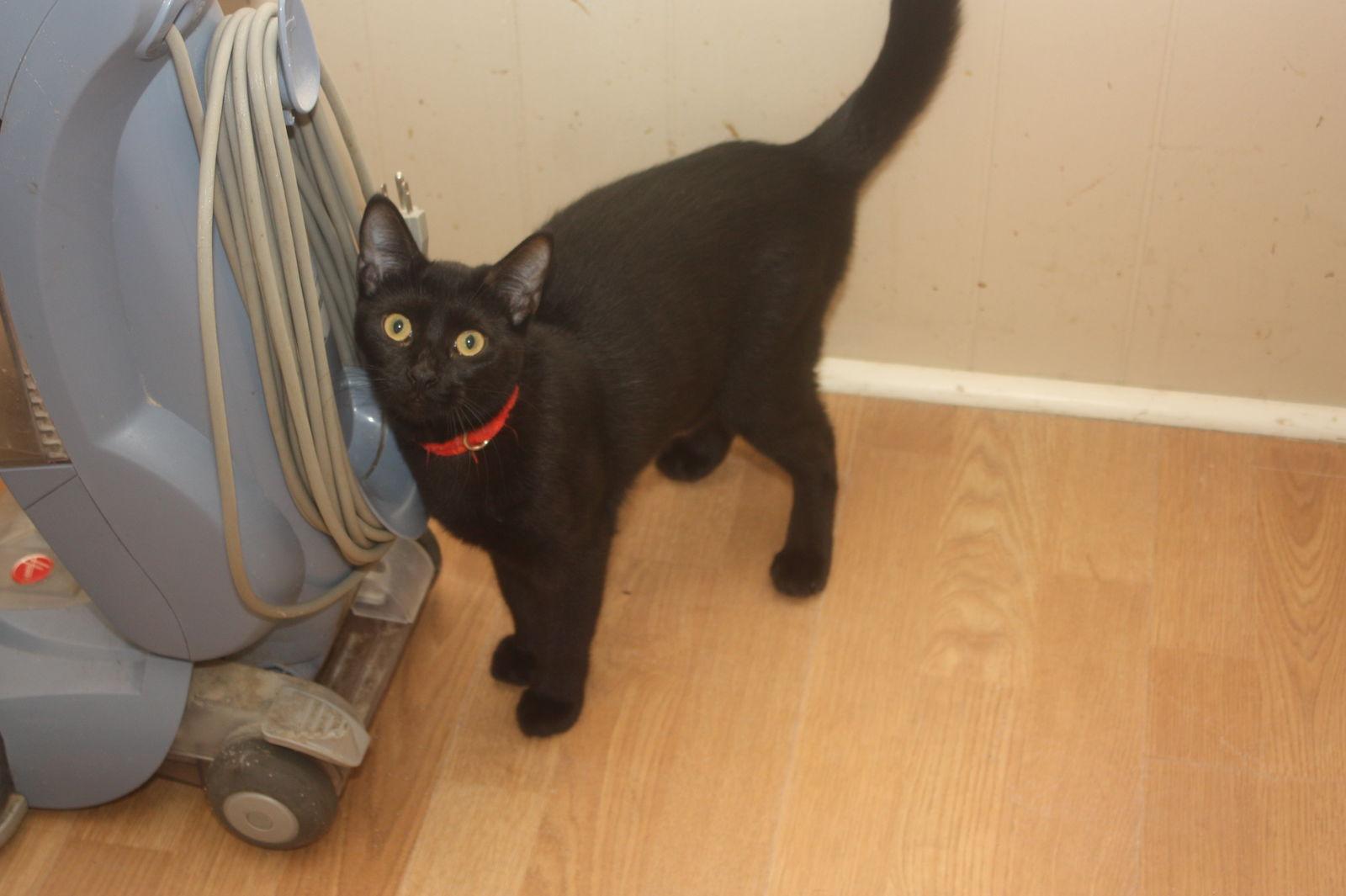 MOFASSA, Adoptable, Young Male Domestic Short Hair & Bombay.