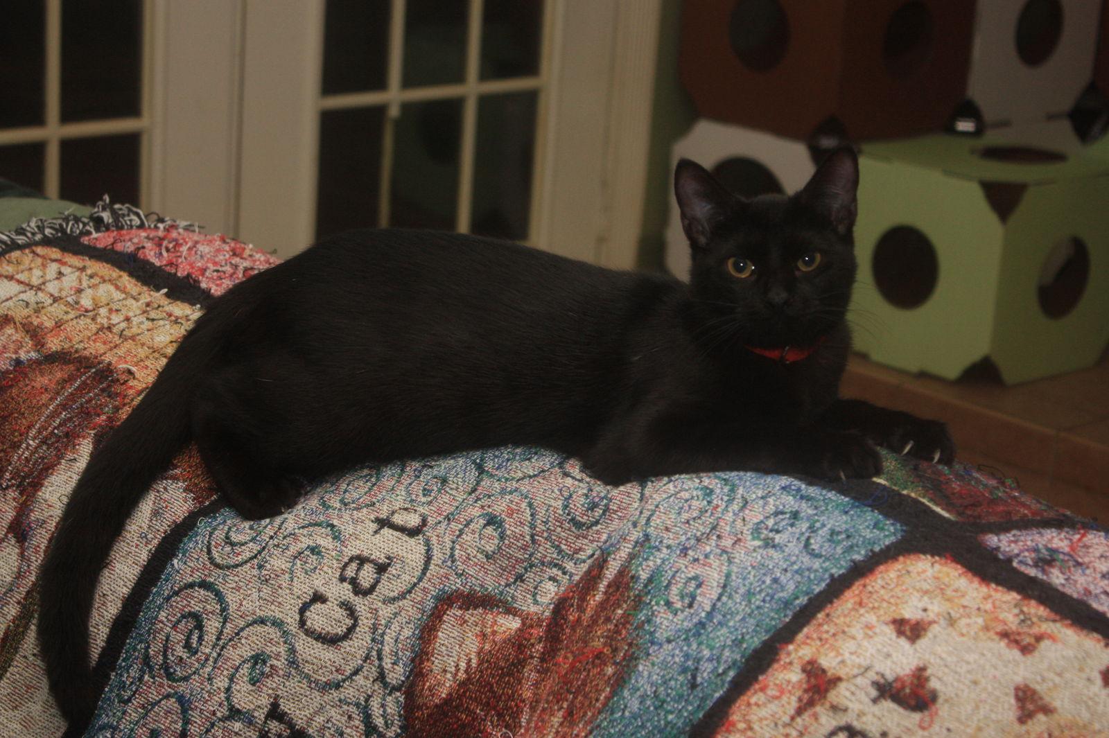 Enlarge MOFASSA, a Adoptable mixed breed in Cypress, TX image 2/3