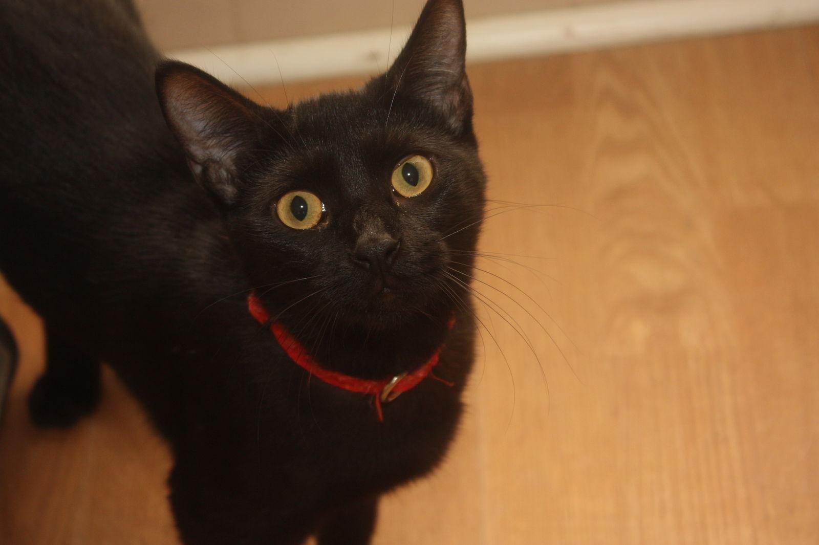 Enlarge MOFASSA, a Adoptable mixed breed in Cypress, TX image 3/3