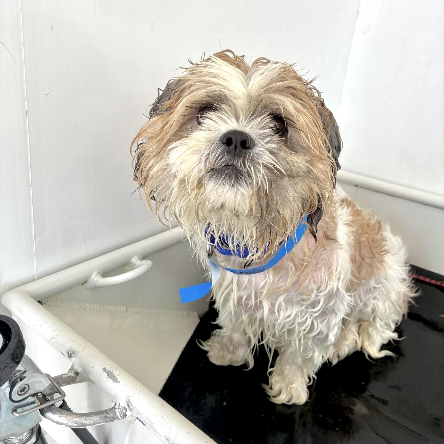 Enlarge Guss, a Adopted Shih Tzu in Muskego, WI image 2/4