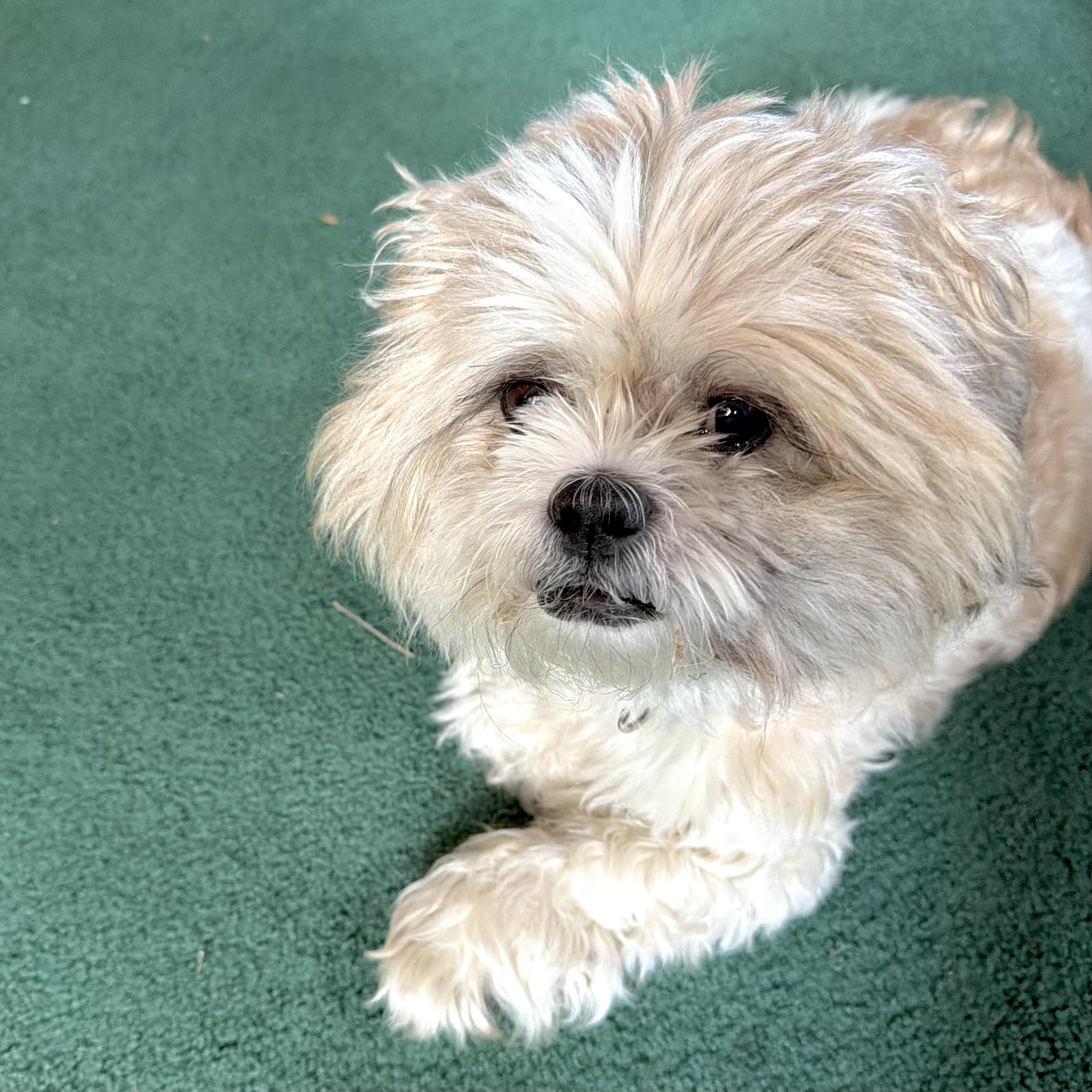 Guss, Adopted, Adult Male Shih Tzu.