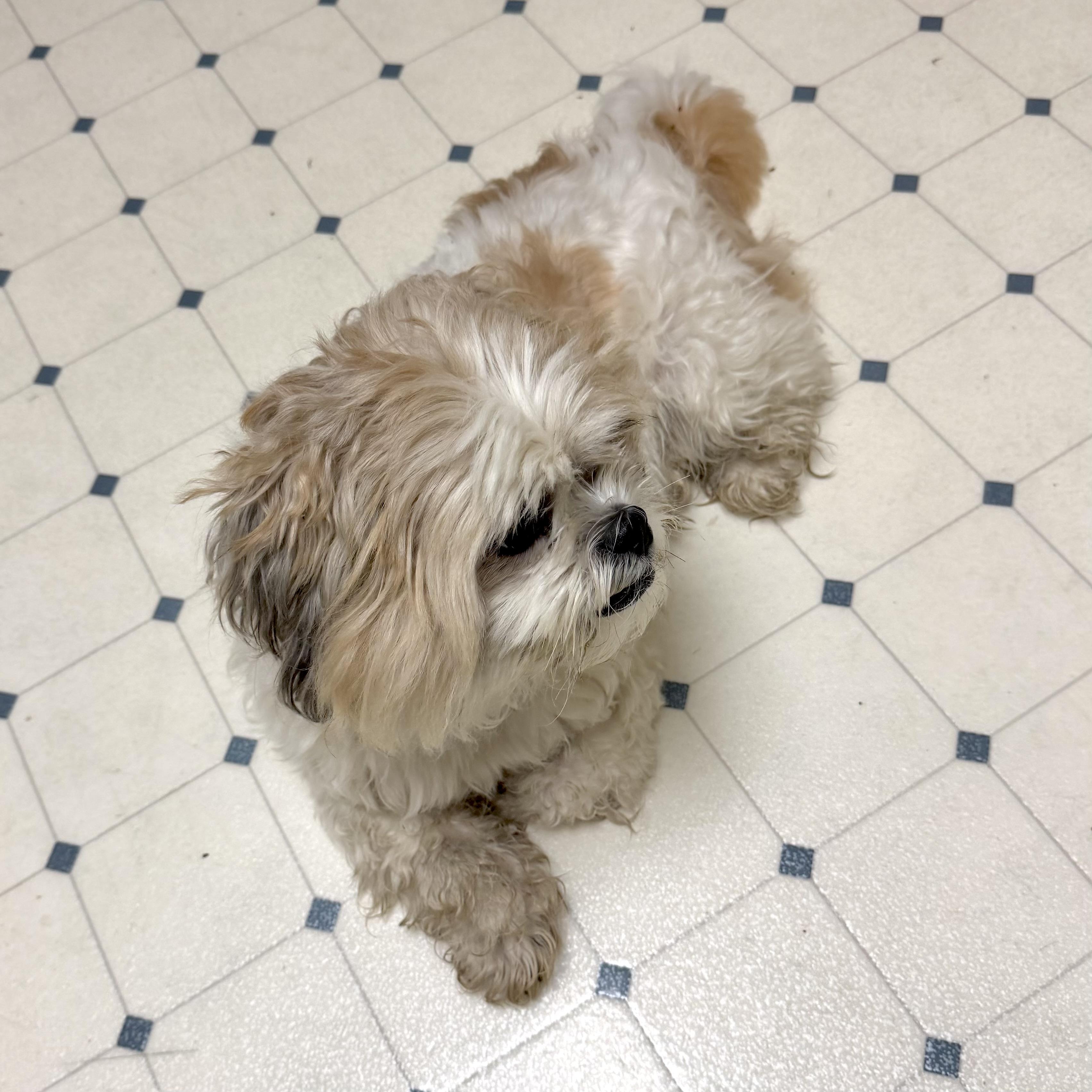 Enlarge Guss, a Adopted Shih Tzu in Muskego, WI image 3/4
