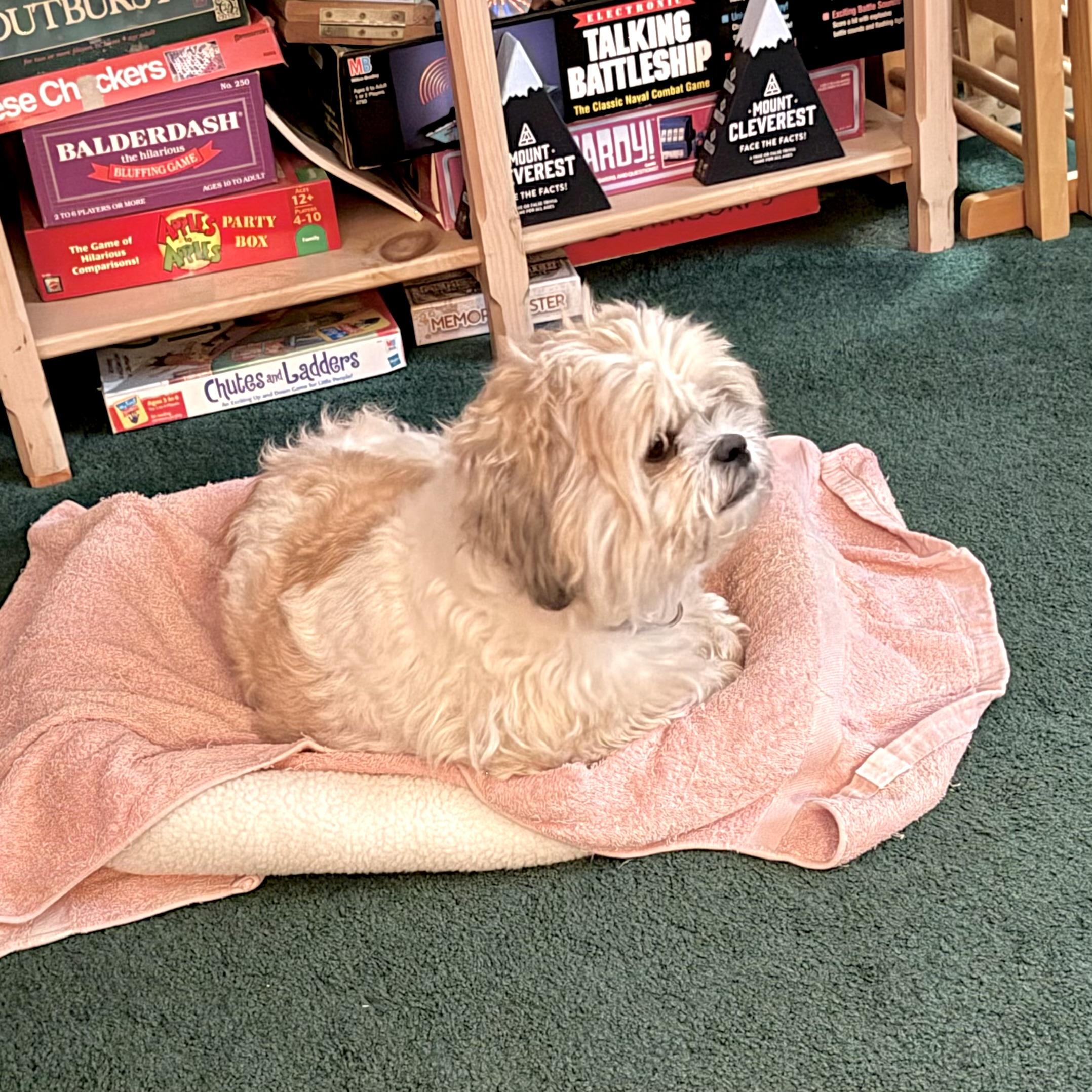 Enlarge Guss, a Adopted Shih Tzu in Muskego, WI image 4/4