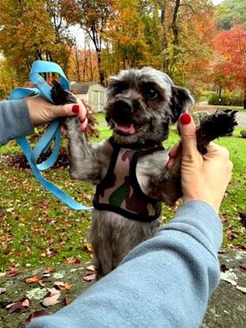 Enlarge Smokey, a Adoptable Shih Tzu in Bedford Hills, NY image 5/6