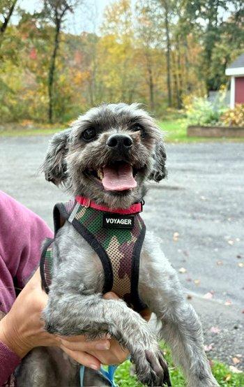 Enlarge Smokey, a Adoptable Shih Tzu in Bedford Hills, NY image 4/6