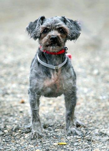 Smokey, Adoptable, Adult Male Shih Tzu.