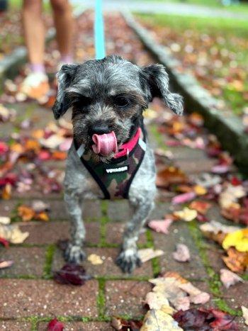 Enlarge Smokey, a Adoptable Shih Tzu in Bedford Hills, NY image 3/6