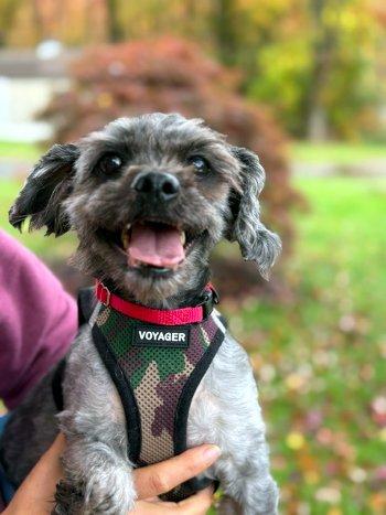 Enlarge Smokey, a Adoptable Shih Tzu in Bedford Hills, NY image 2/6