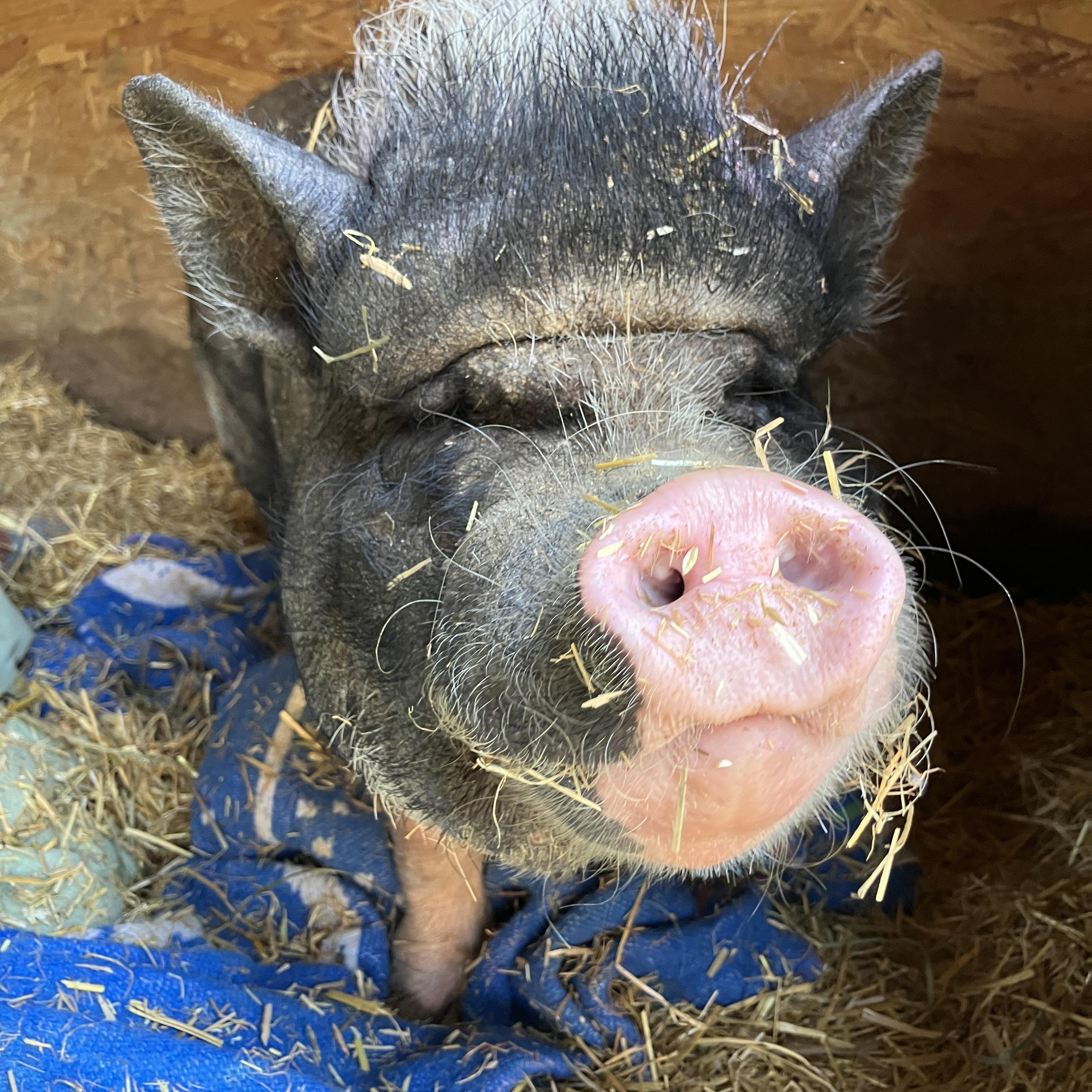 Minnie, a Adoptable Pot Bellied in Ravenna, OH image 1/2