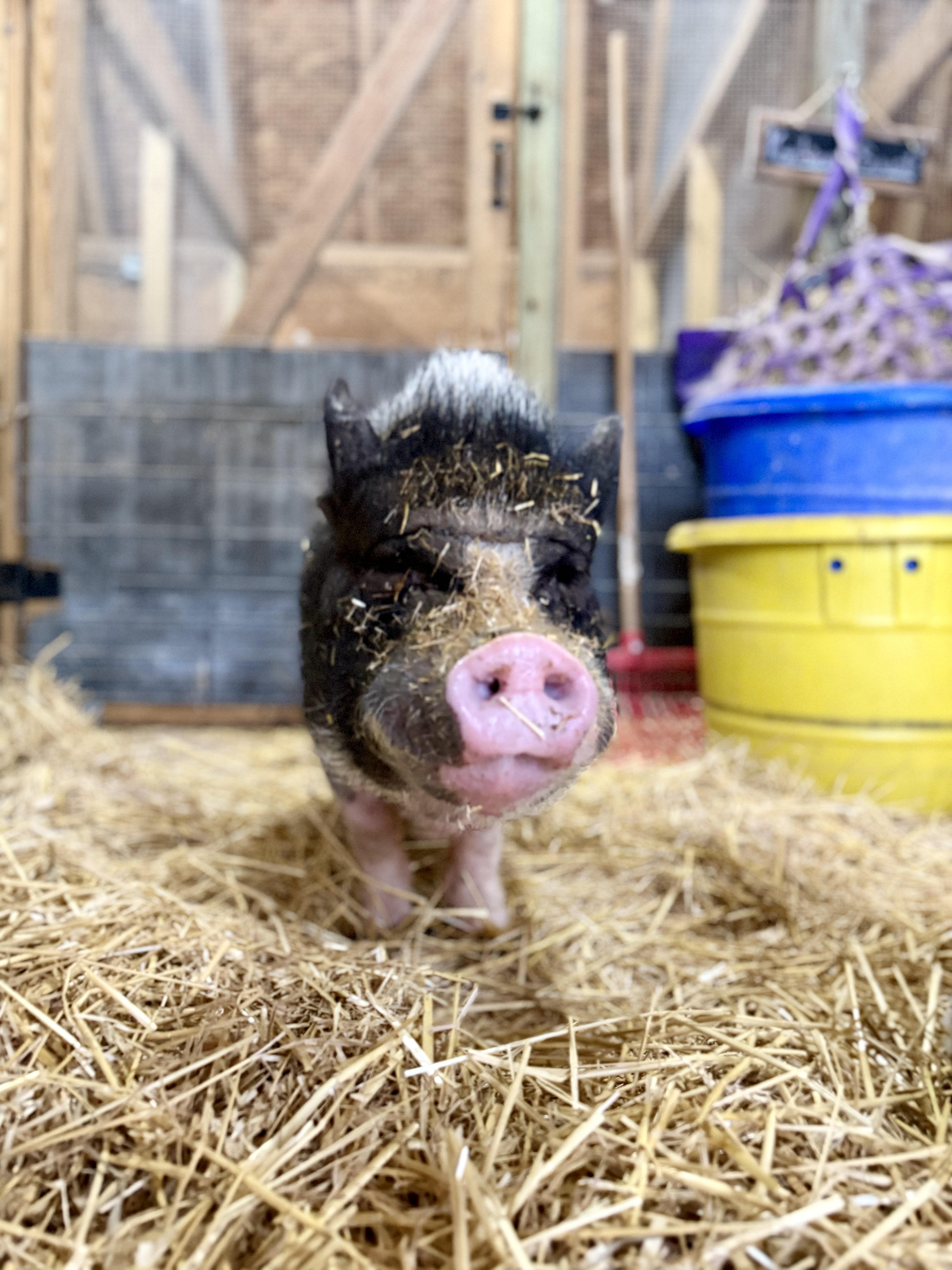 Enlarge Minnie, a Adoptable Pot Bellied in Ravenna, OH image 1/3