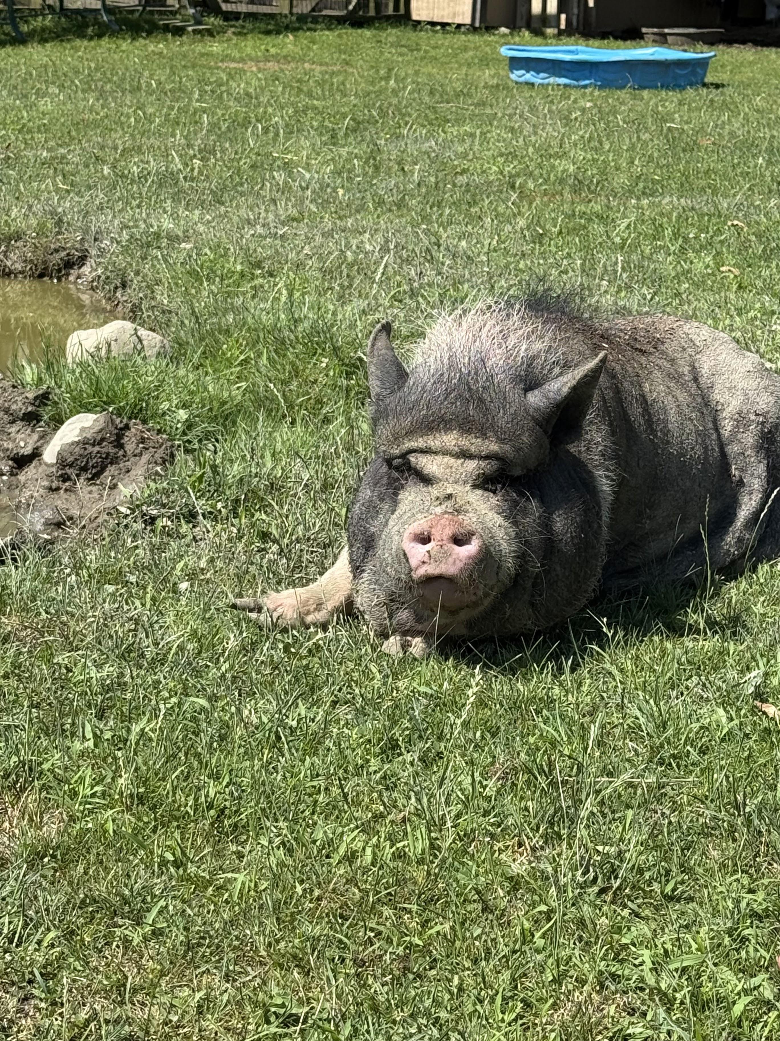 Minnie, a Adoptable Pot Bellied in Ravenna, OH image 2/2