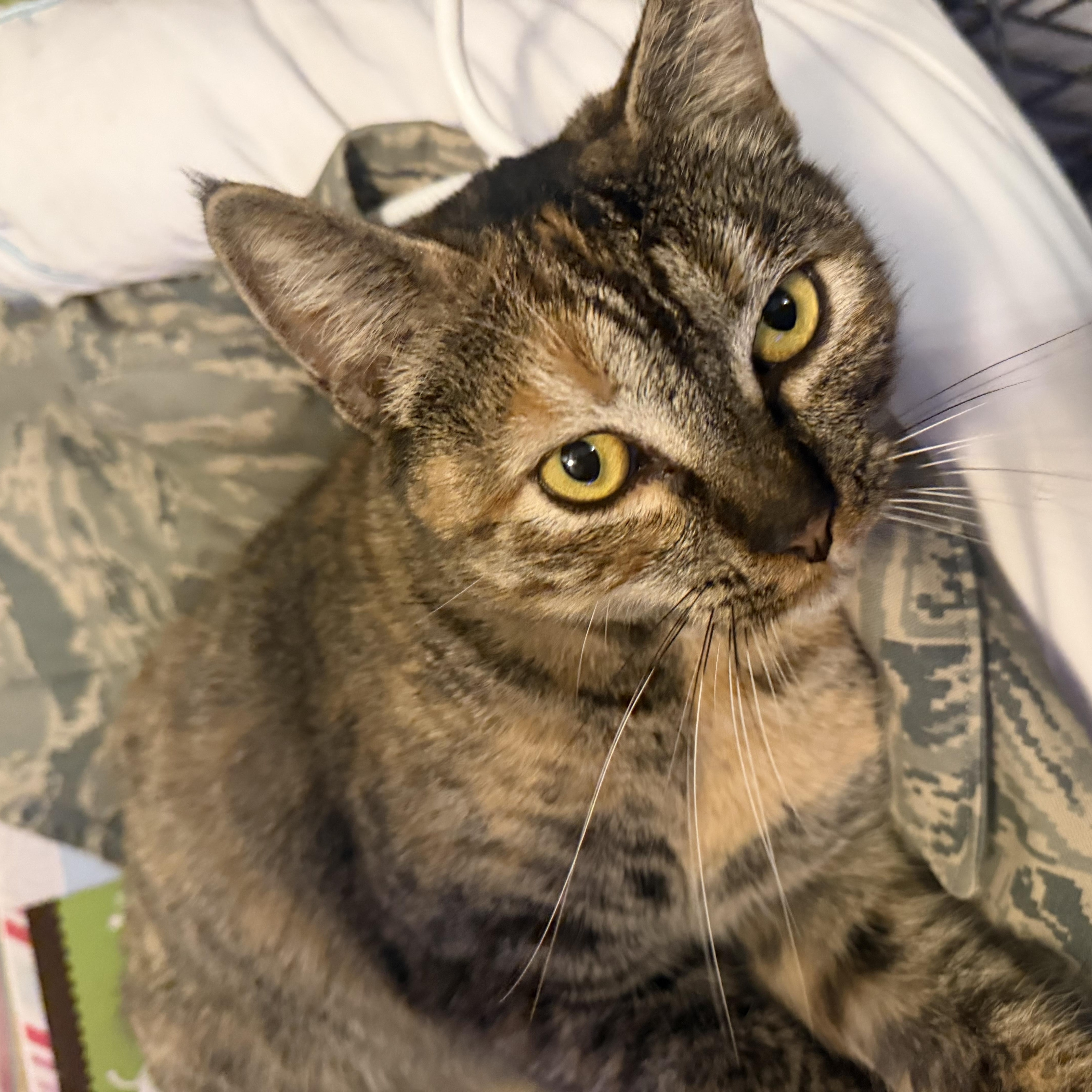 Scarlett, ADOPTABLE, Adult Female Domestic Short Hair.