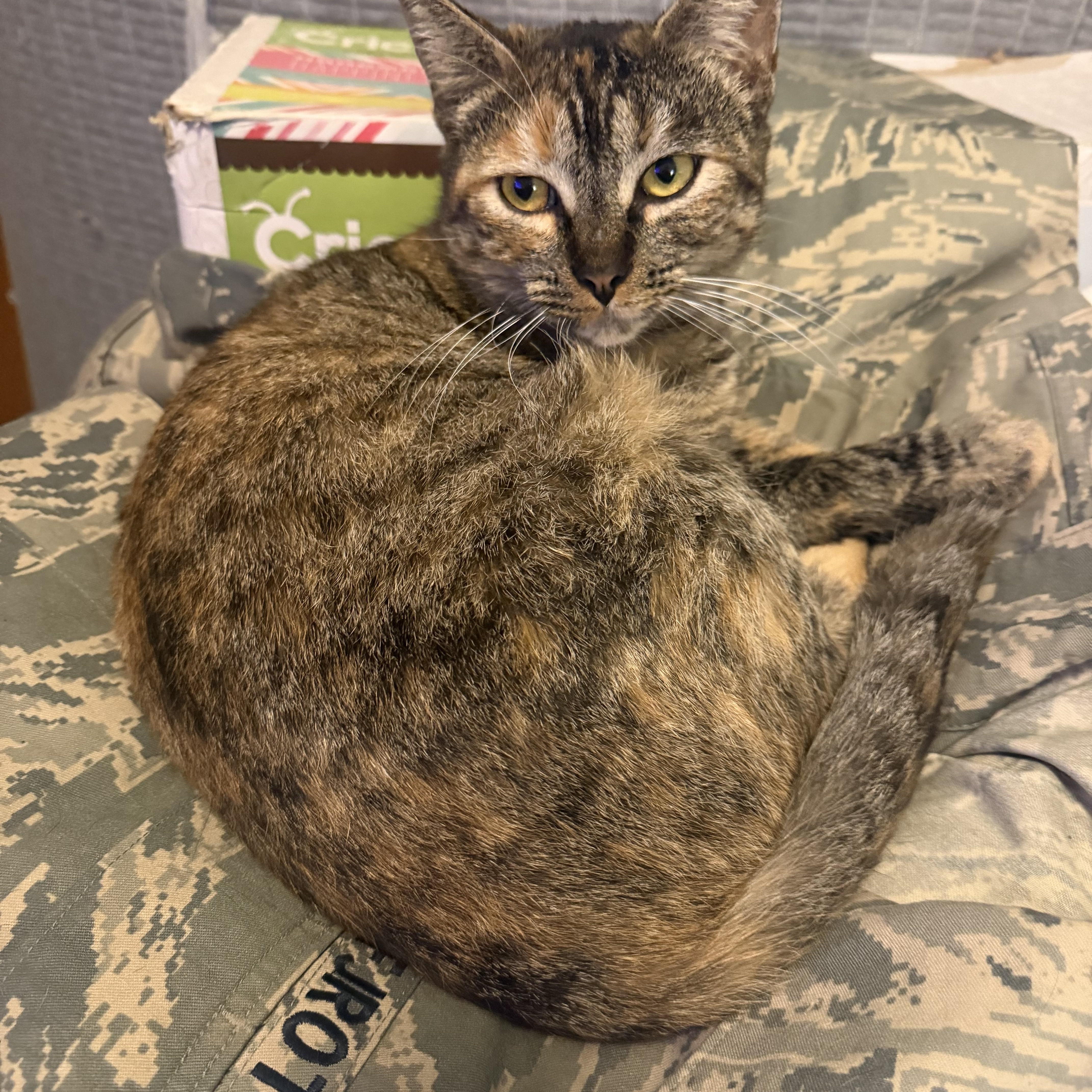 Enlarge Scarlett, a ADOPTABLE Domestic Short Hair in Rio Linda, CA image 2/6