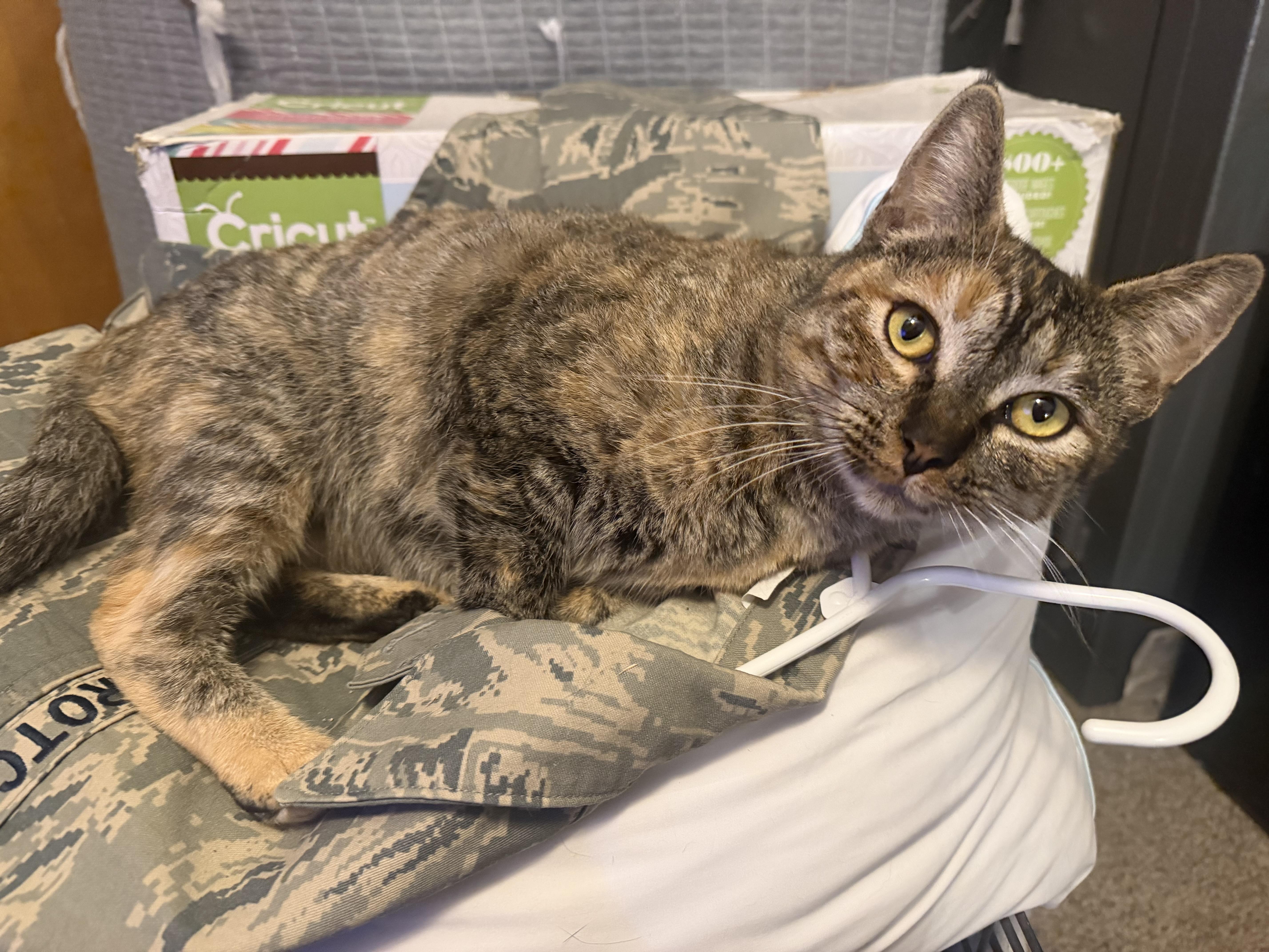 Enlarge Scarlett, a ADOPTABLE Domestic Short Hair in Rio Linda, CA image 3/6