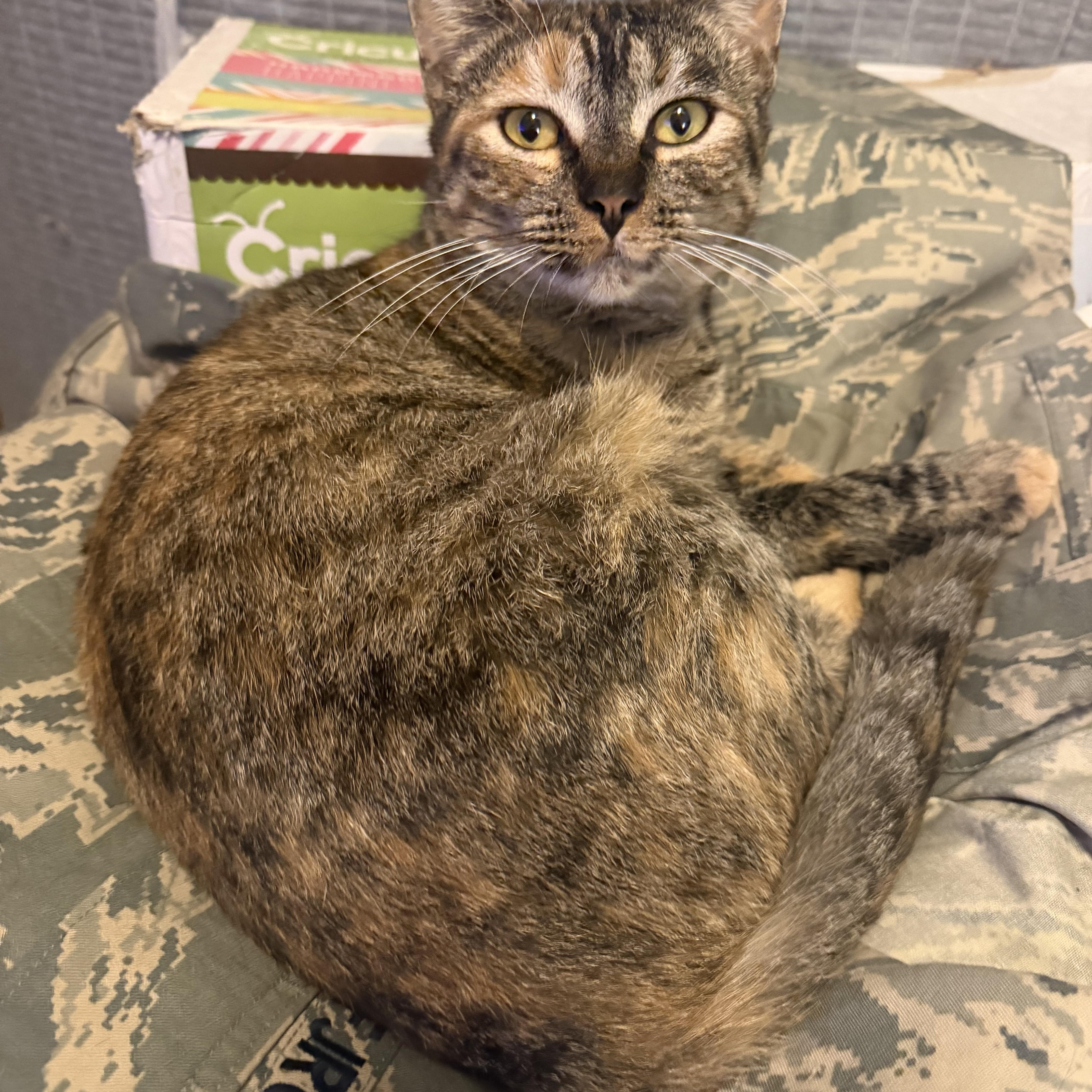 Enlarge Scarlett, a ADOPTABLE Domestic Short Hair in Rio Linda, CA image 4/6