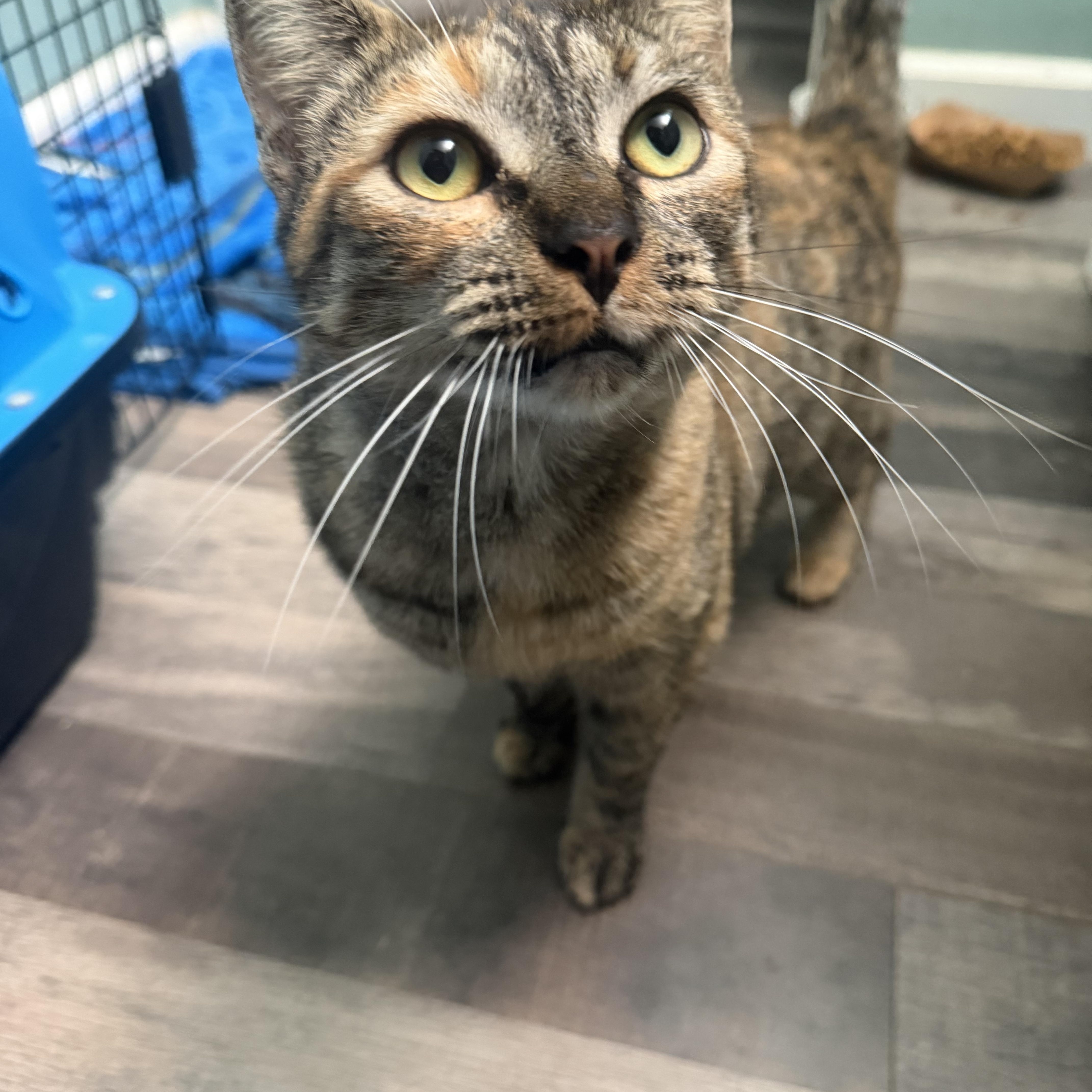 Enlarge Scarlett, a ADOPTABLE Domestic Short Hair in Rio Linda, CA image 5/6