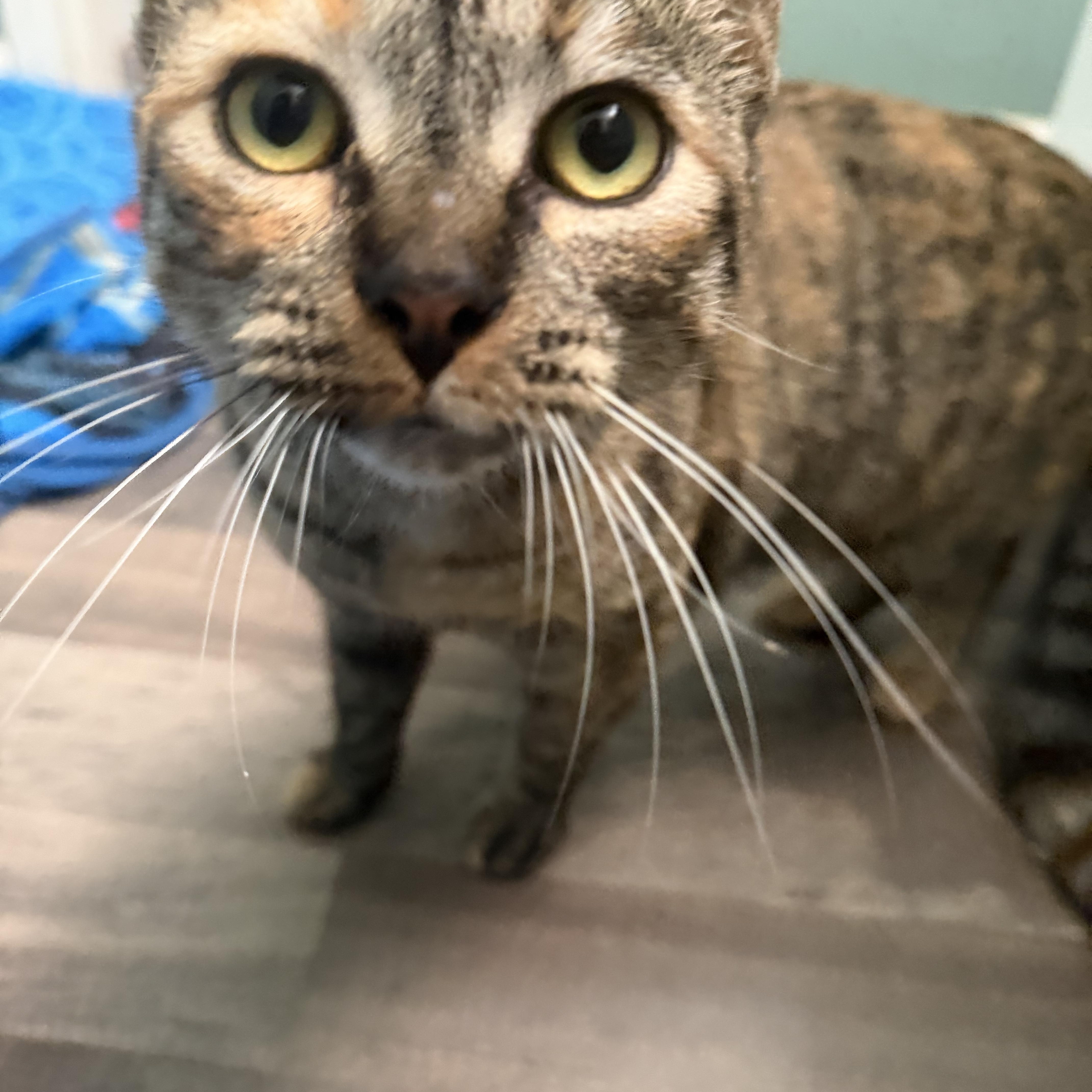 Enlarge Scarlett, a ADOPTABLE Domestic Short Hair in Rio Linda, CA image 6/6