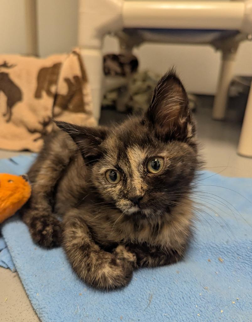 Fiona, Adopted, Kitten Female Domestic Medium Hair.