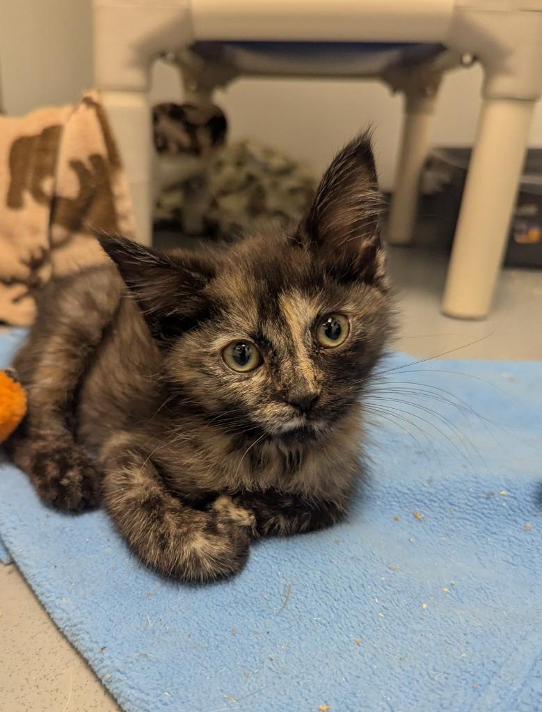 Fiona, a Adopted mixed breed in Barron, WI image 2/5