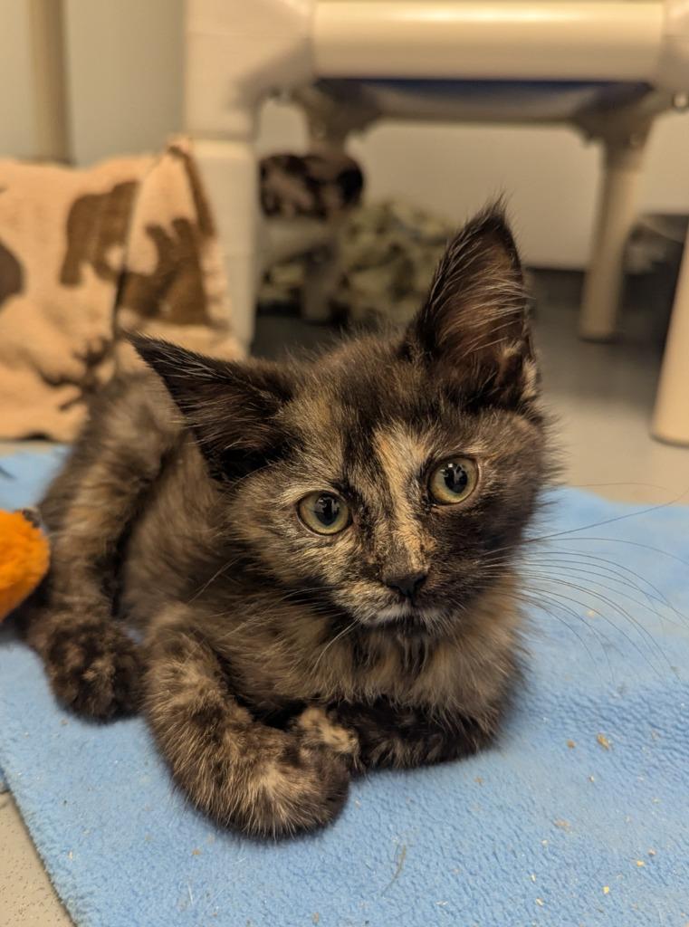 Fiona, a Adopted mixed breed in Barron, WI image 4/5