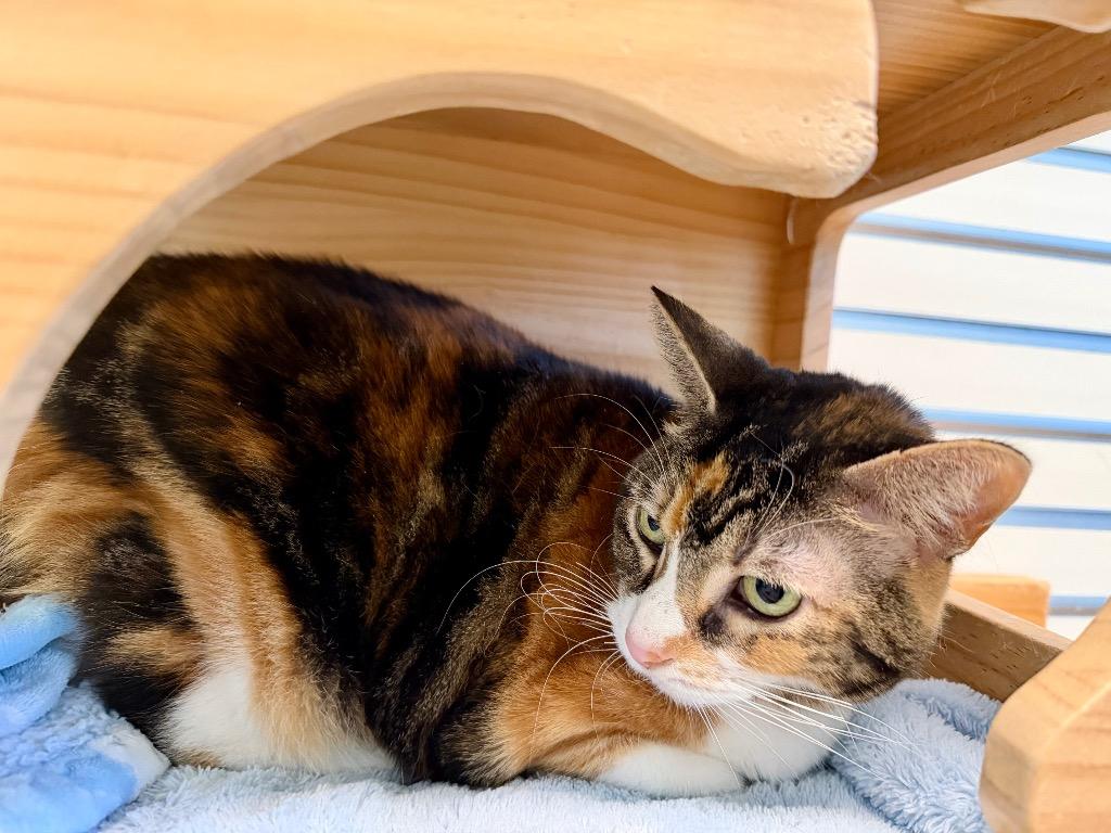 Xena, Adoptable, Senior Female Domestic Short Hair.