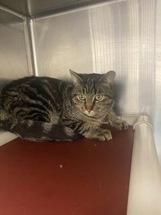 Huey, Adoptable, Kitten Male Domestic Short Hair & Domestic Short Hair.