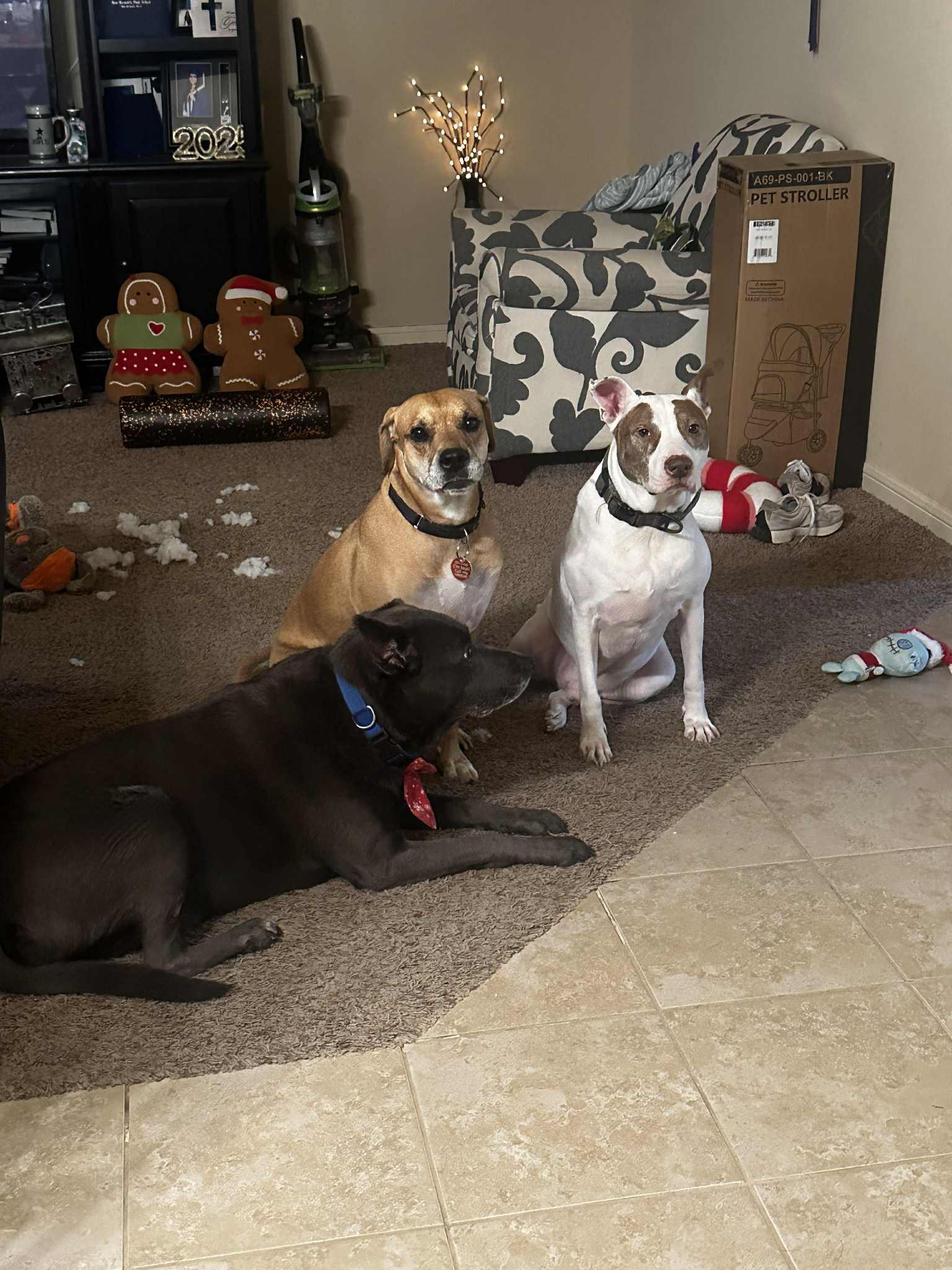 Buddy — thumbnail 3