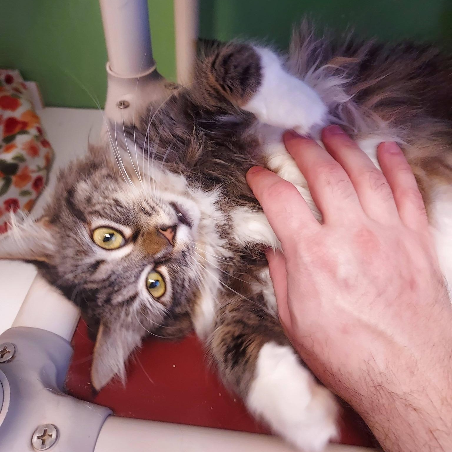 Dorothy, a Adoptable Domestic Medium Hair in Albany, NY image 5/5