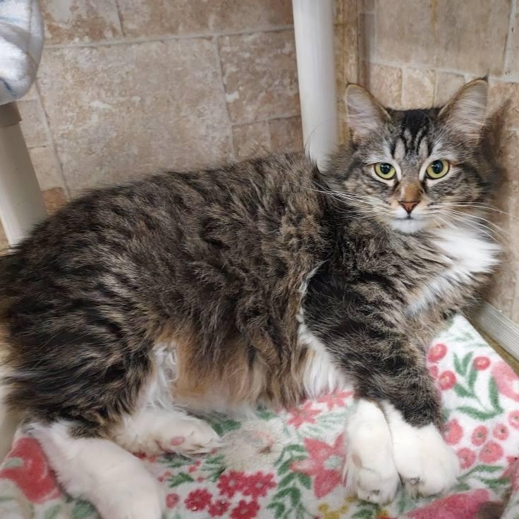 Dorothy, a Adoptable Domestic Medium Hair in Albany, NY image 2/4