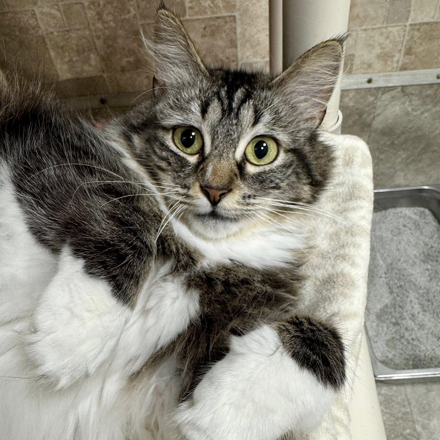 Dorothy, a Adoptable Domestic Medium Hair in Albany, NY image 4/4