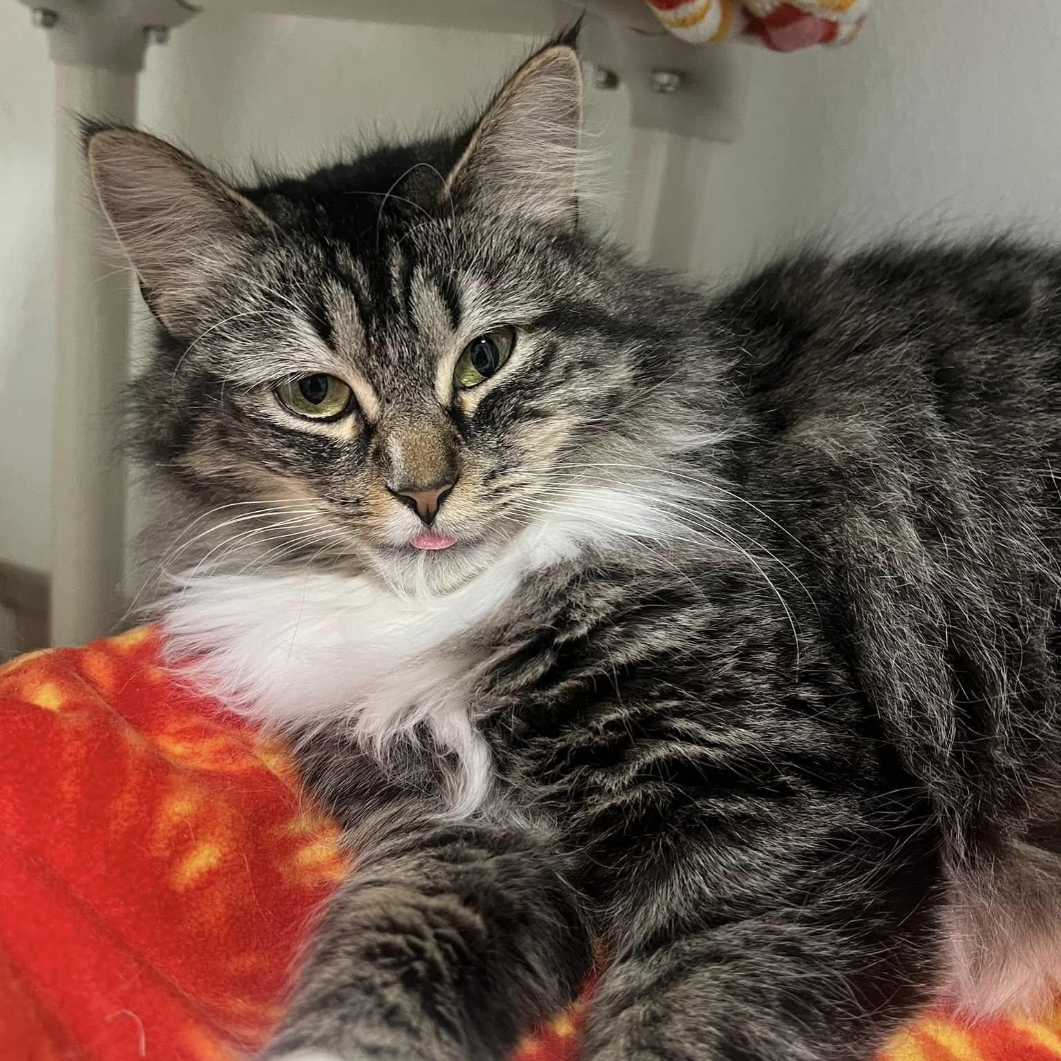 Dorothy, a Adoptable Domestic Medium Hair in Albany, NY image 3/4