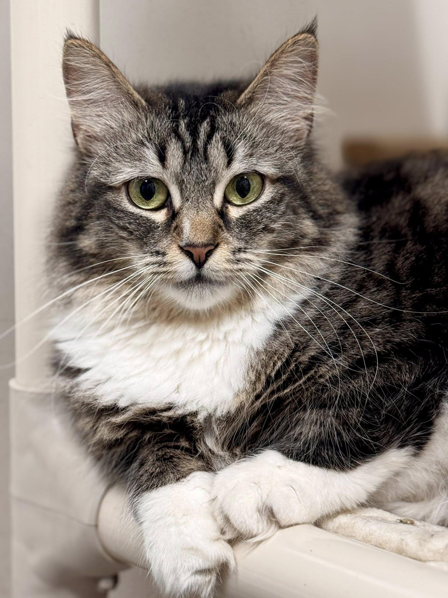 Dorothy, Adoptable, Adult Female Domestic Medium Hair.