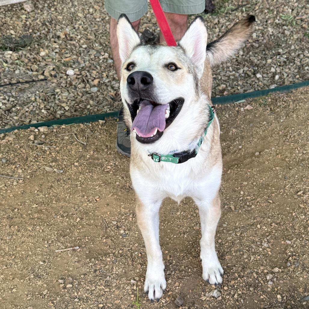 Gorgonzola, a Adoptable mixed breed in Albuquerque, NM image 1/6