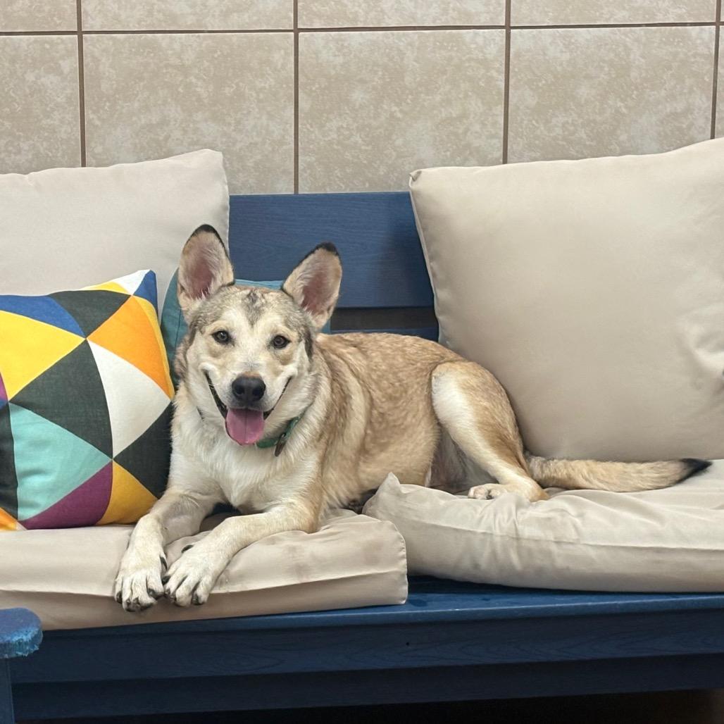 Gorgonzola, a Adoptable mixed breed in Albuquerque, NM image 2/6