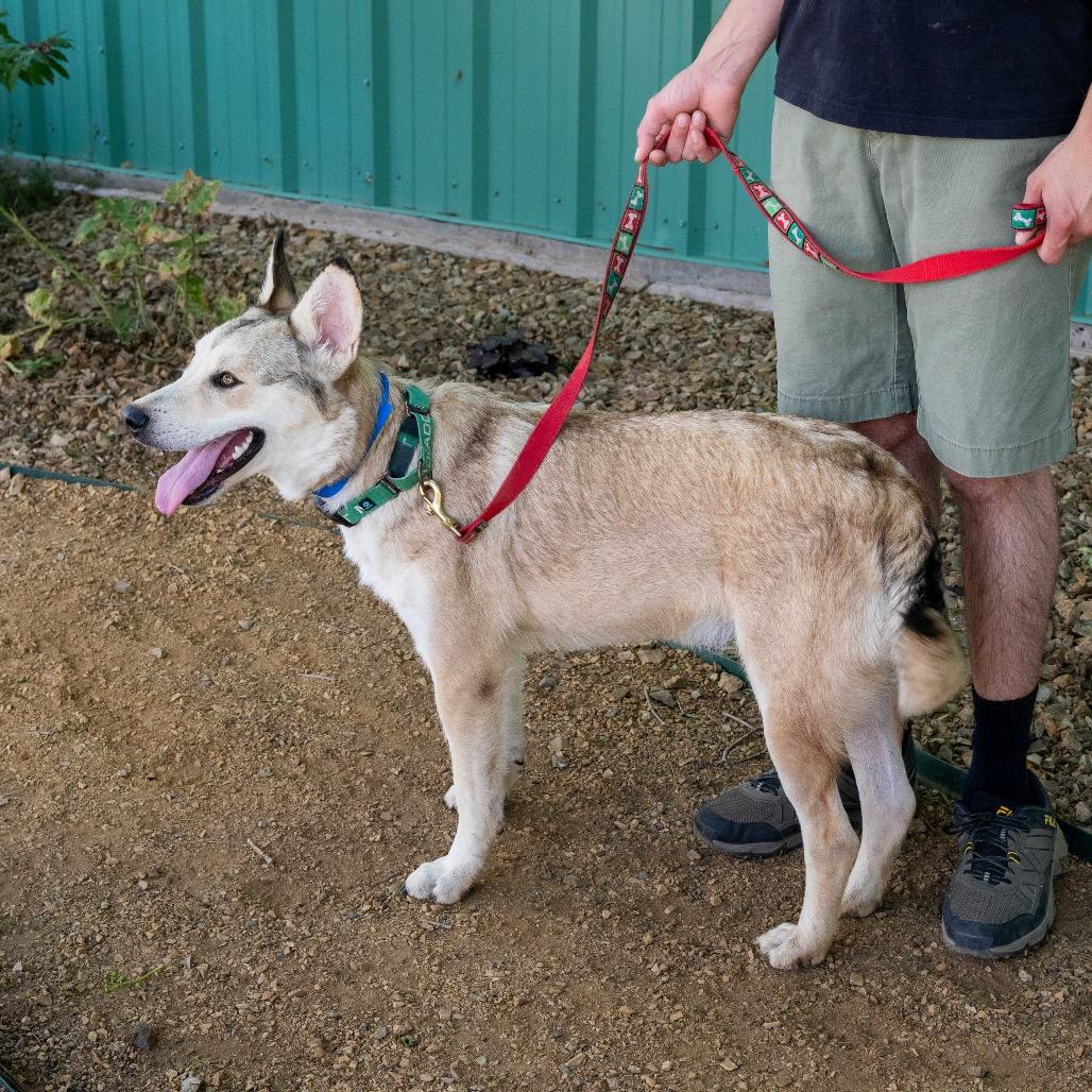 Gorgonzola, a Adoptable mixed breed in Albuquerque, NM image 3/6