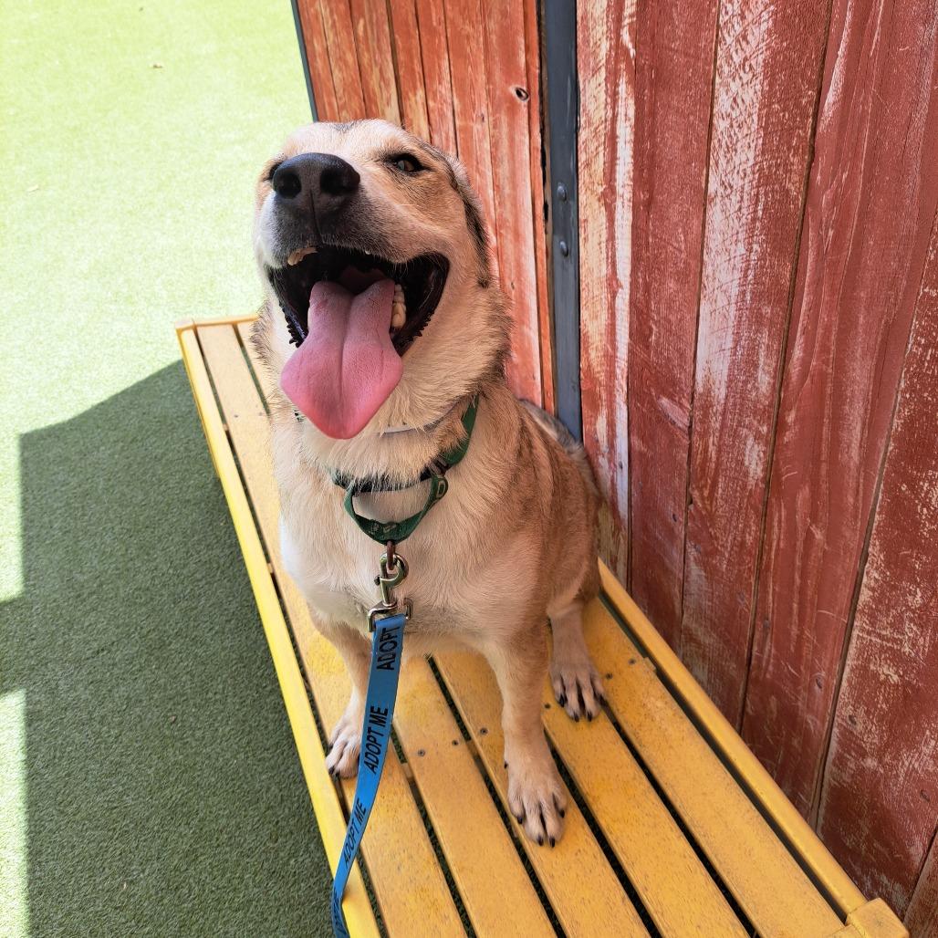 Gorgonzola, a Adoptable mixed breed in Albuquerque, NM image 4/6