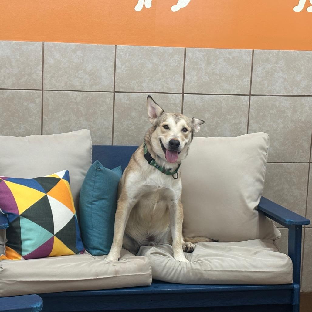 Gorgonzola, a Adoptable mixed breed in Albuquerque, NM image 5/6