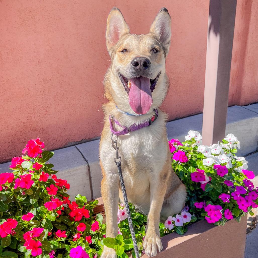 Gorgonzola, a Adoptable mixed breed in Albuquerque, NM image 6/6