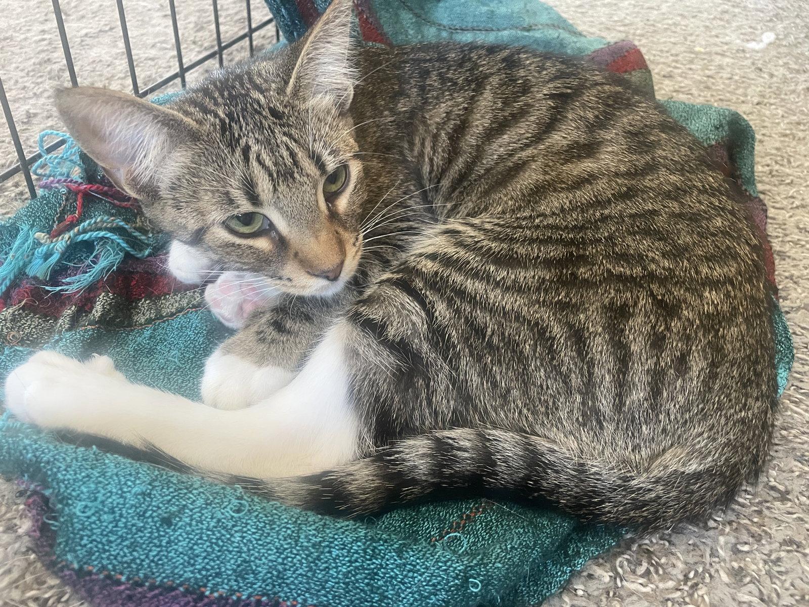Enlarge Pixie, a Adoptable Tabby in Glendale, AZ image 1/2