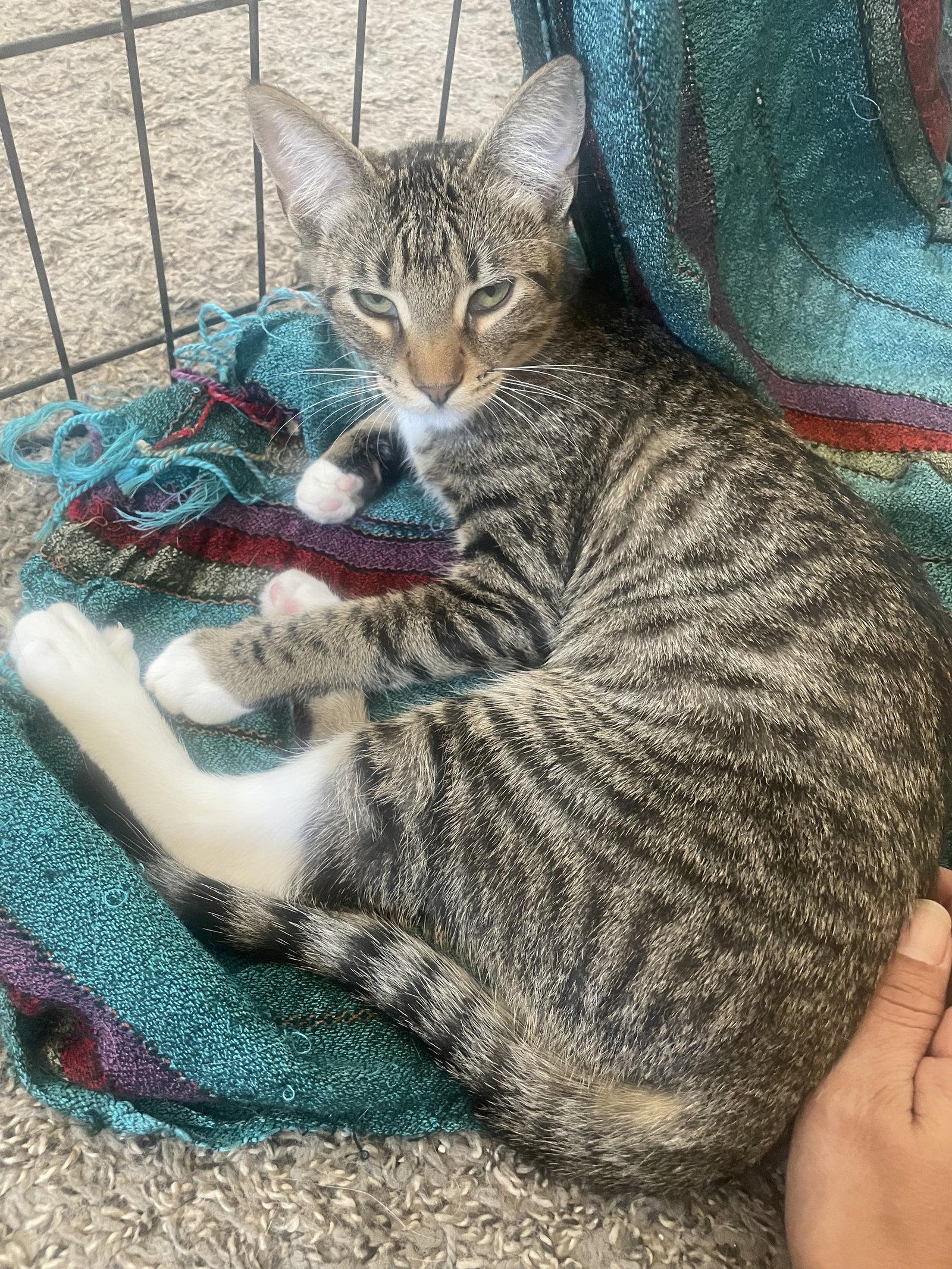 Enlarge Pixie, a Adoptable Tabby in Glendale, AZ image 2/2