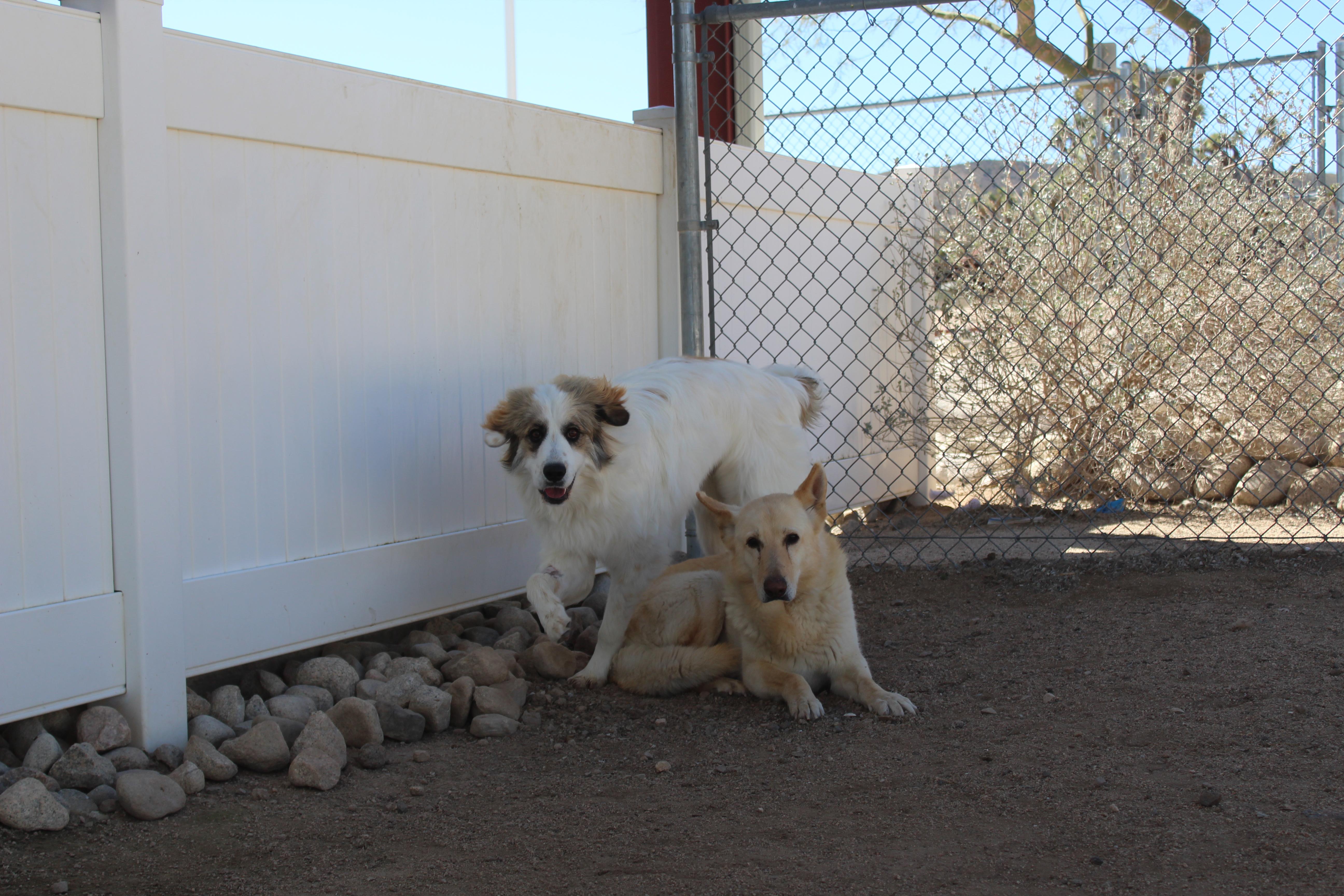 Enlarge Samson, an adopted mixed breed in Yucca Valley, CA image 5/6