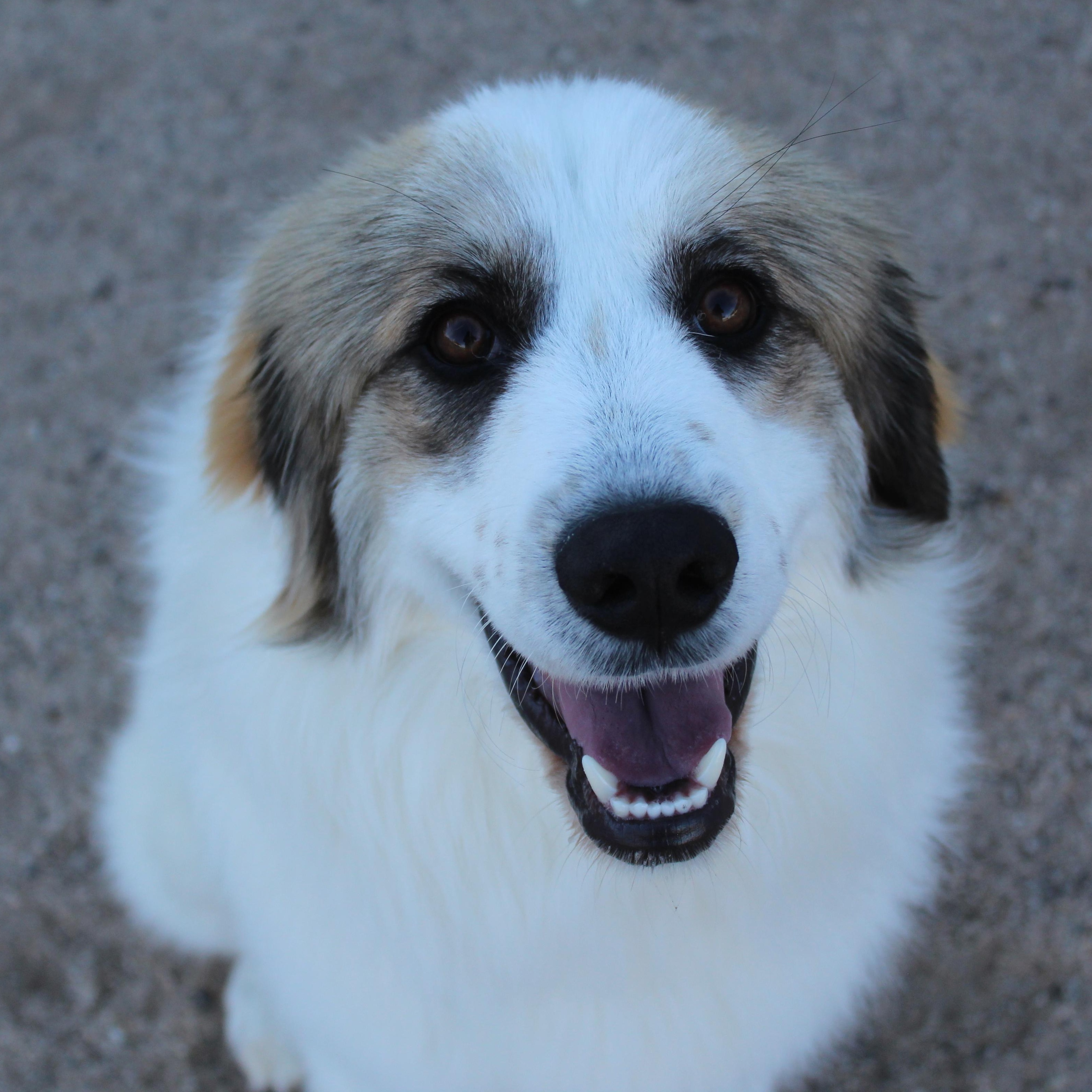 Enlarge Samson, an adopted mixed breed in Yucca Valley, CA image 4/6