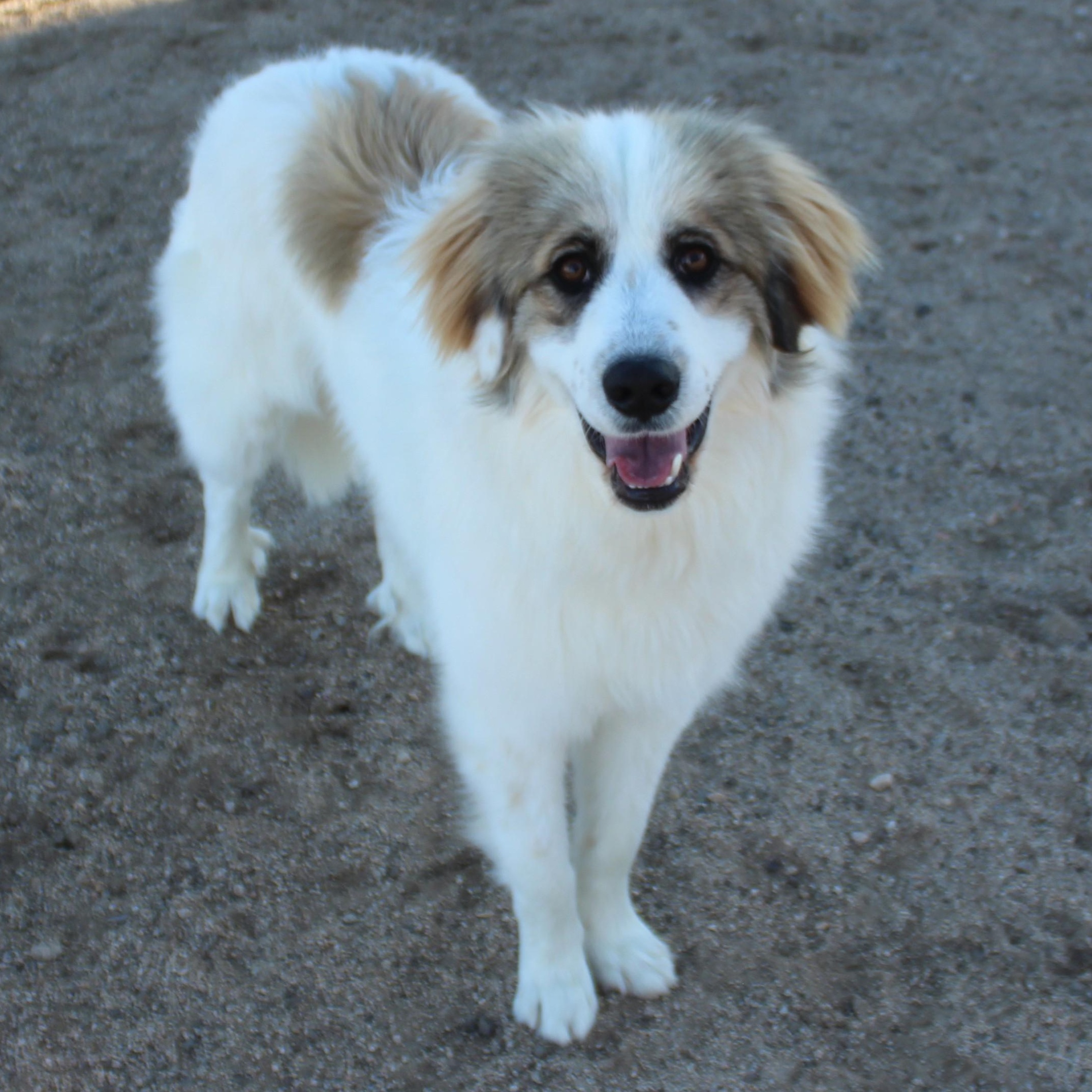 Enlarge Samson, an adopted mixed breed in Yucca Valley, CA image 1/6