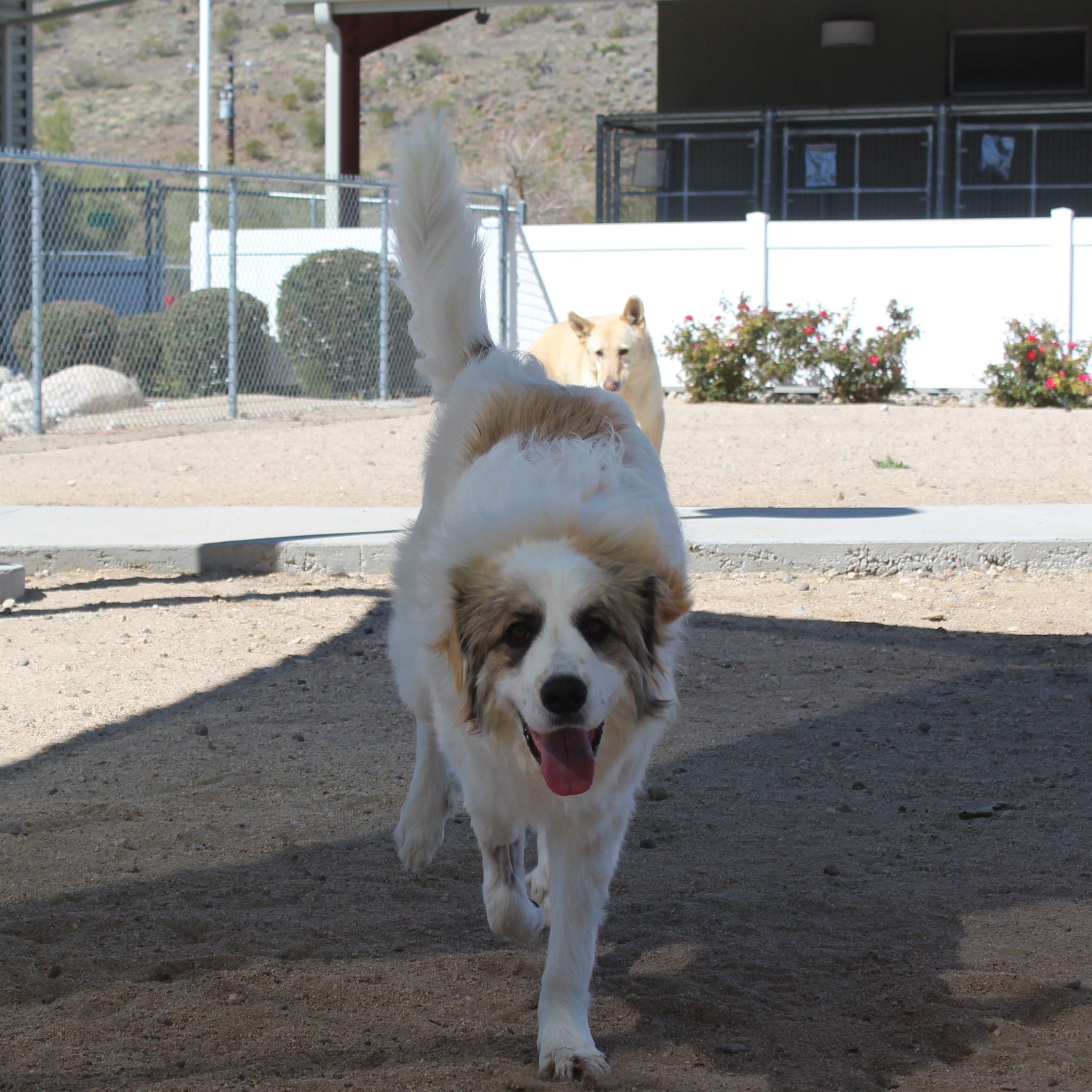 Enlarge Samson, an adopted mixed breed in Yucca Valley, CA image 6/6