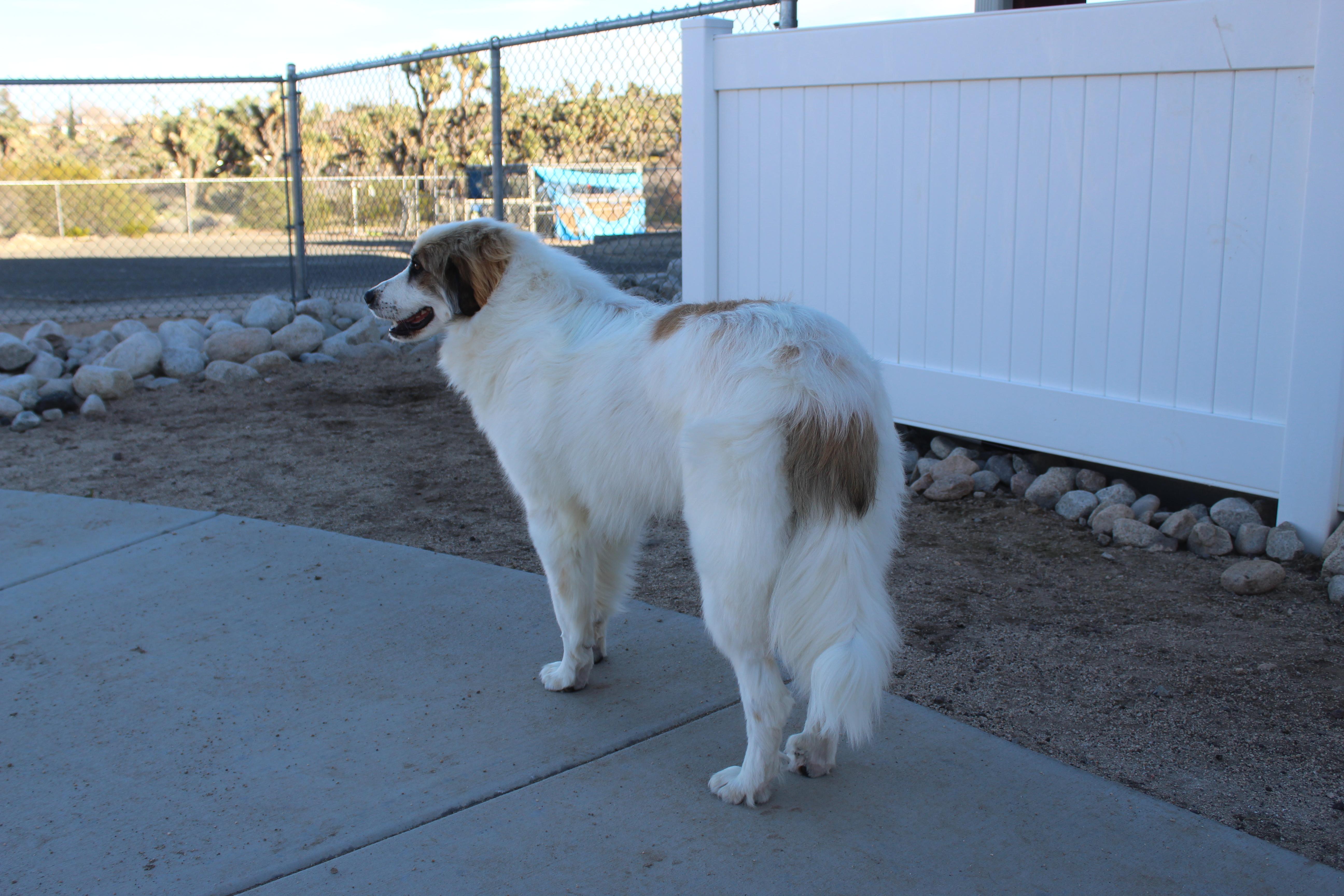 Enlarge Samson, an adopted mixed breed in Yucca Valley, CA image 3/6