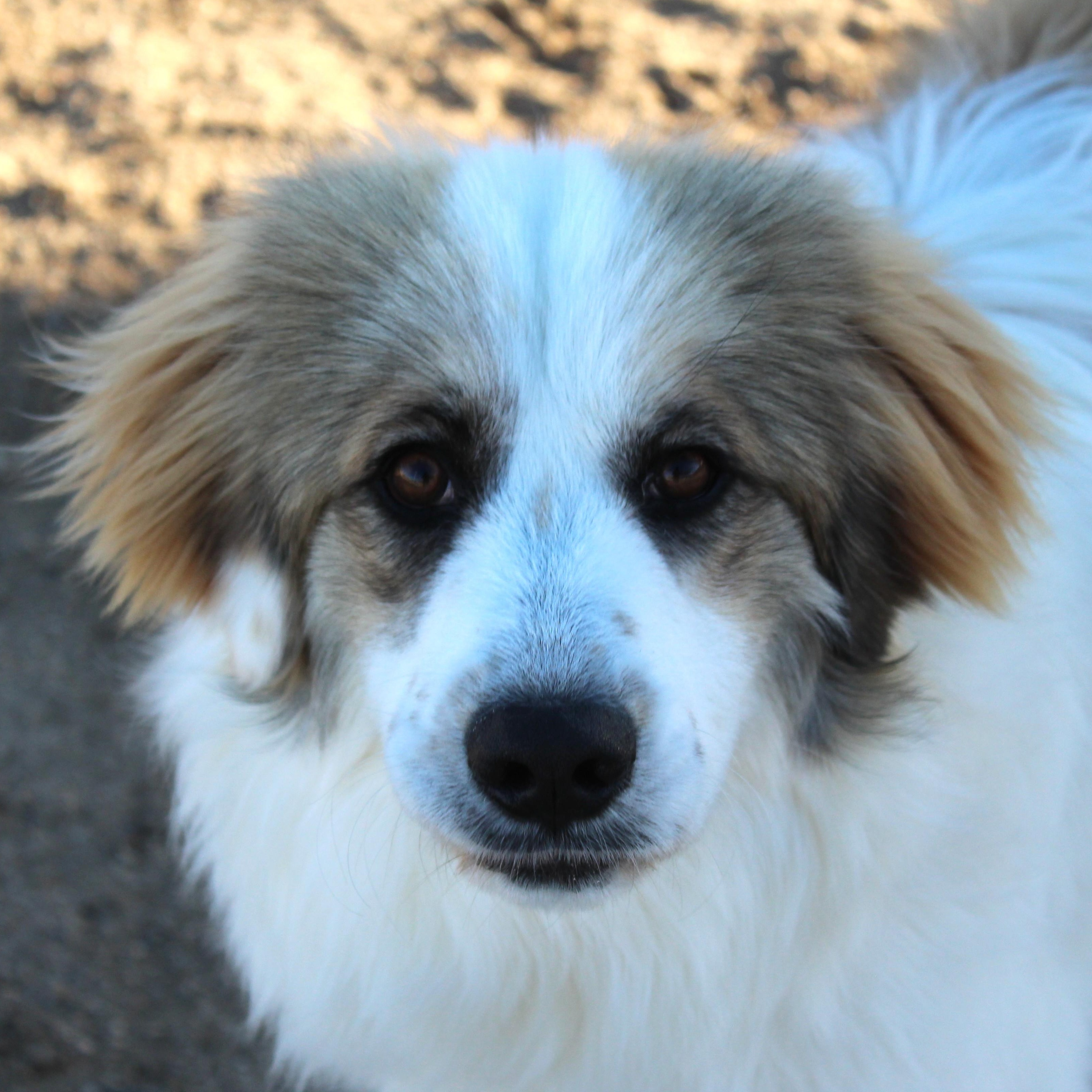 Enlarge Samson, an adopted mixed breed in Yucca Valley, CA image 2/6