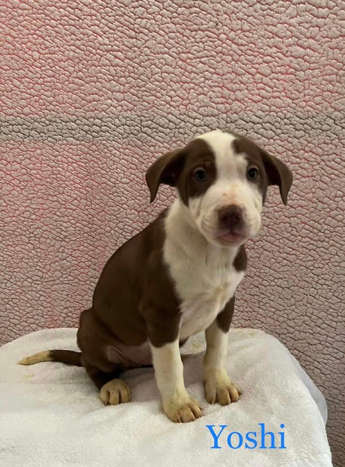 Enlarge Yoshi , a ADOPTABLE Mixed Breed in Griswold, CT image 1/3