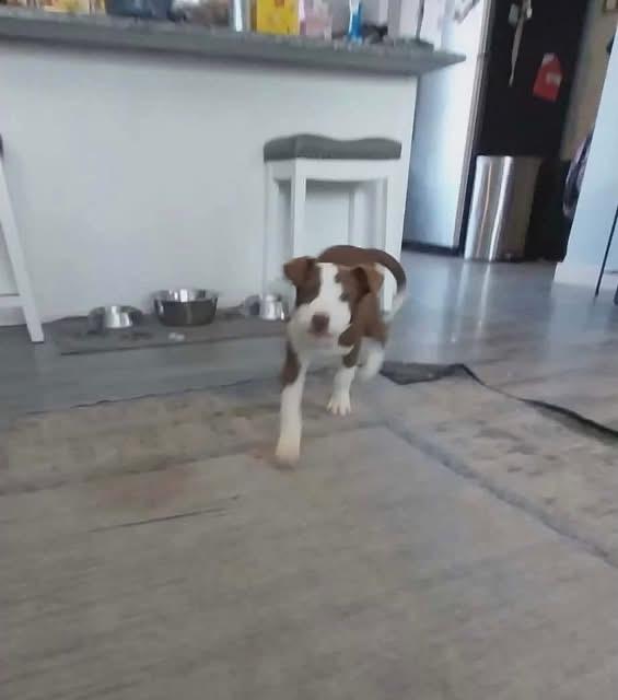 Enlarge Yoshi , a ADOPTABLE Mixed Breed in Griswold, CT image 3/3