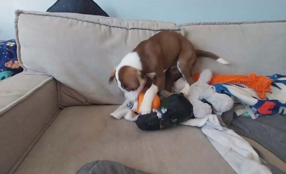 Enlarge Yoshi , a ADOPTABLE Mixed Breed in Griswold, CT image 2/3